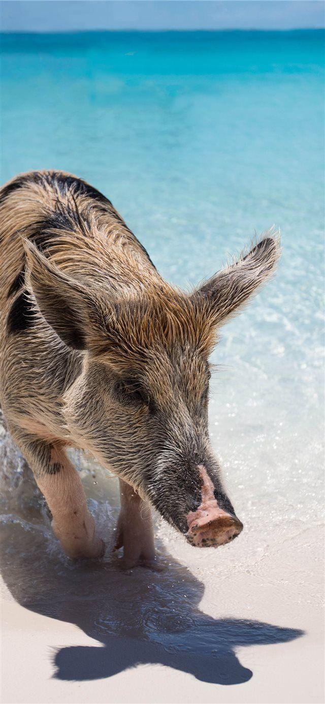 640x1385 Exuma The Bahamas iPhone X Wallpaper Free Download