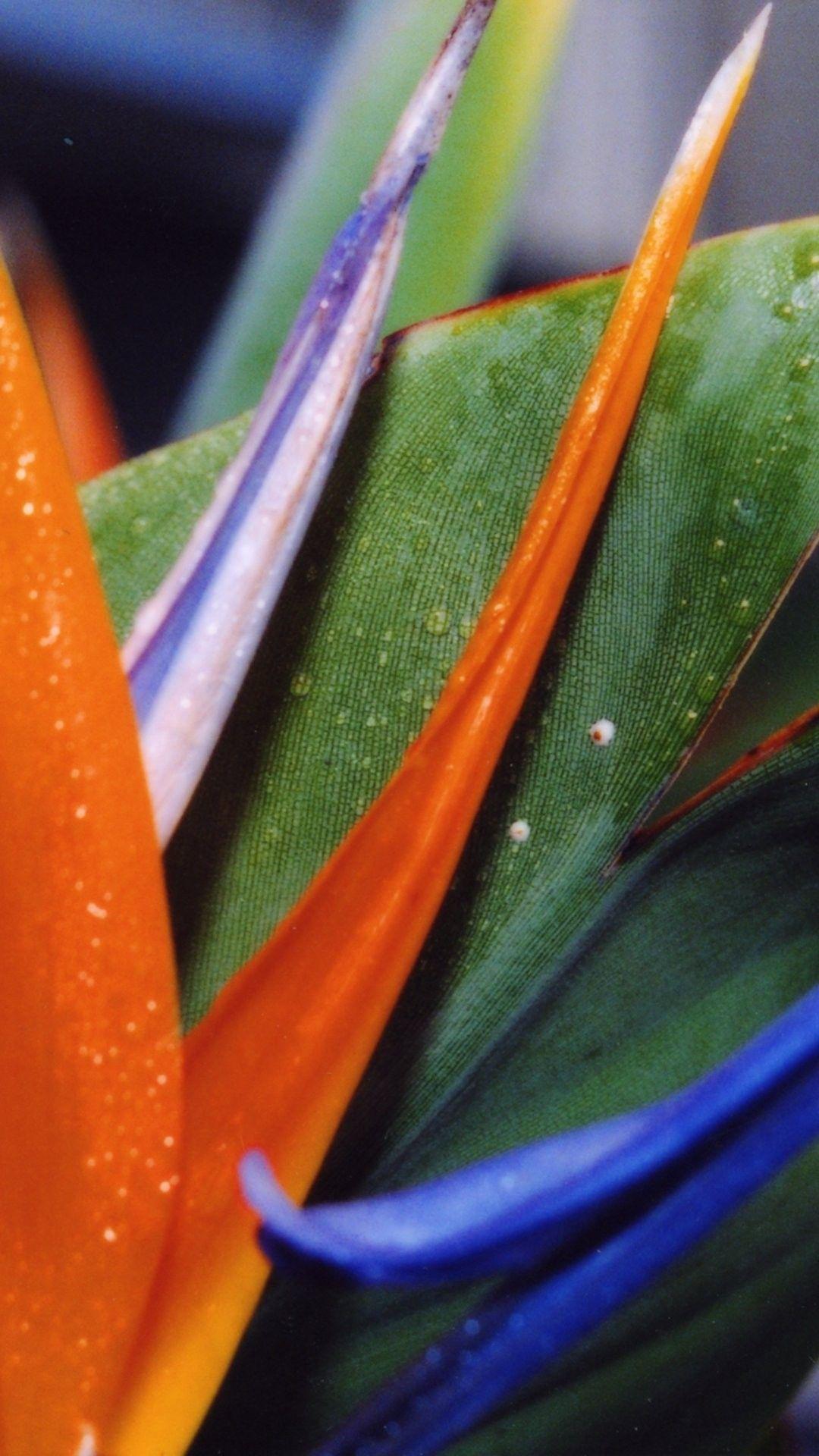 1080x1920 Bird Of Paradise Flower iPhone 6 Plus Wallpaper Of