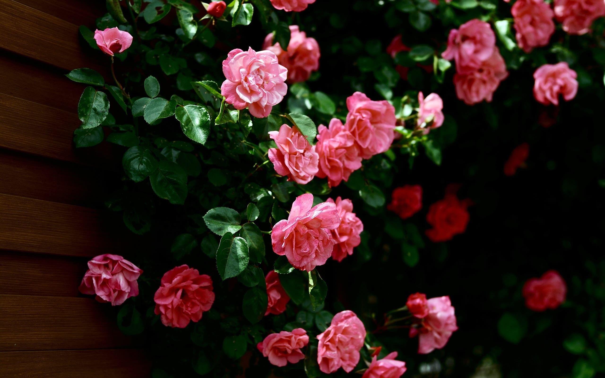 2560x1600 Pink Flower Desktop Wallpaper