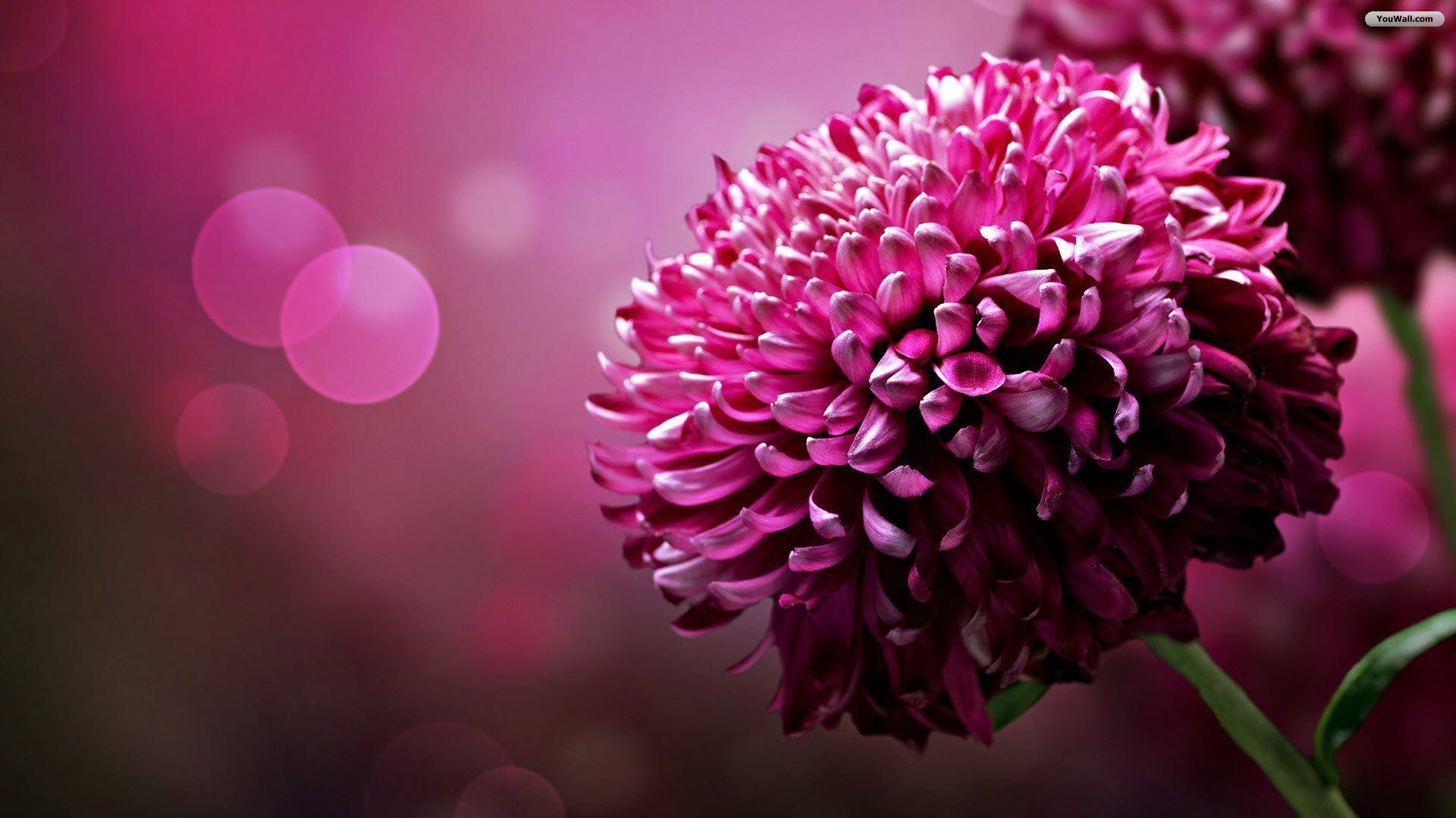 Purple Flowers HD Wallpapers - Top Free Purple Flowers HD Backgrounds -  WallpaperAccess