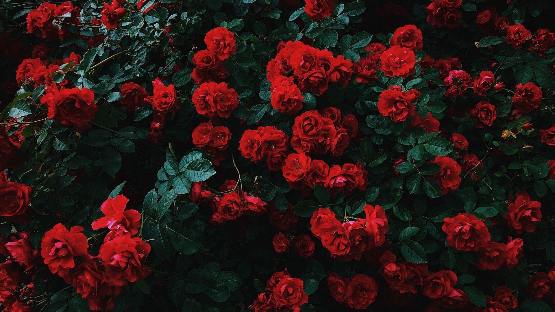 1920x1080 Garden of beautiful flowers wallpaper Wallpaper Stores