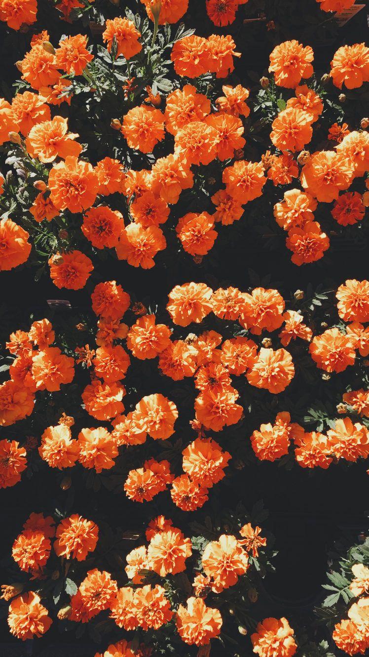 748x1330 flowers, Portrait display Wallpaper HD / Desktop and Mobile