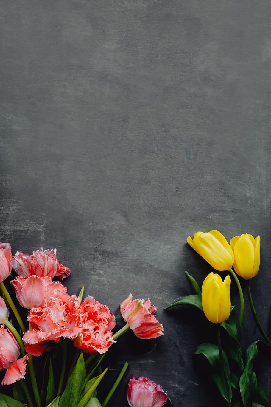 910x1365 HD wallpaper: Colorful flowers on grey background with copy
