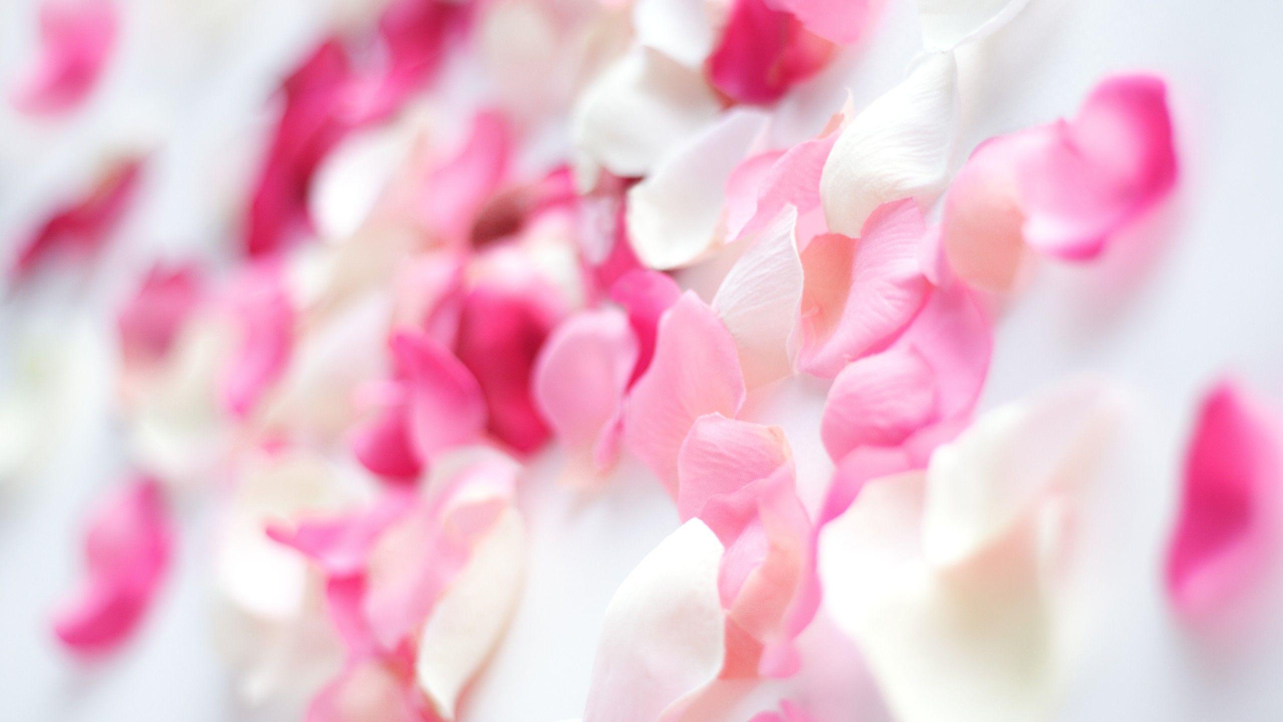 2560x1440 Pink Orchid Flowers Wallpaper