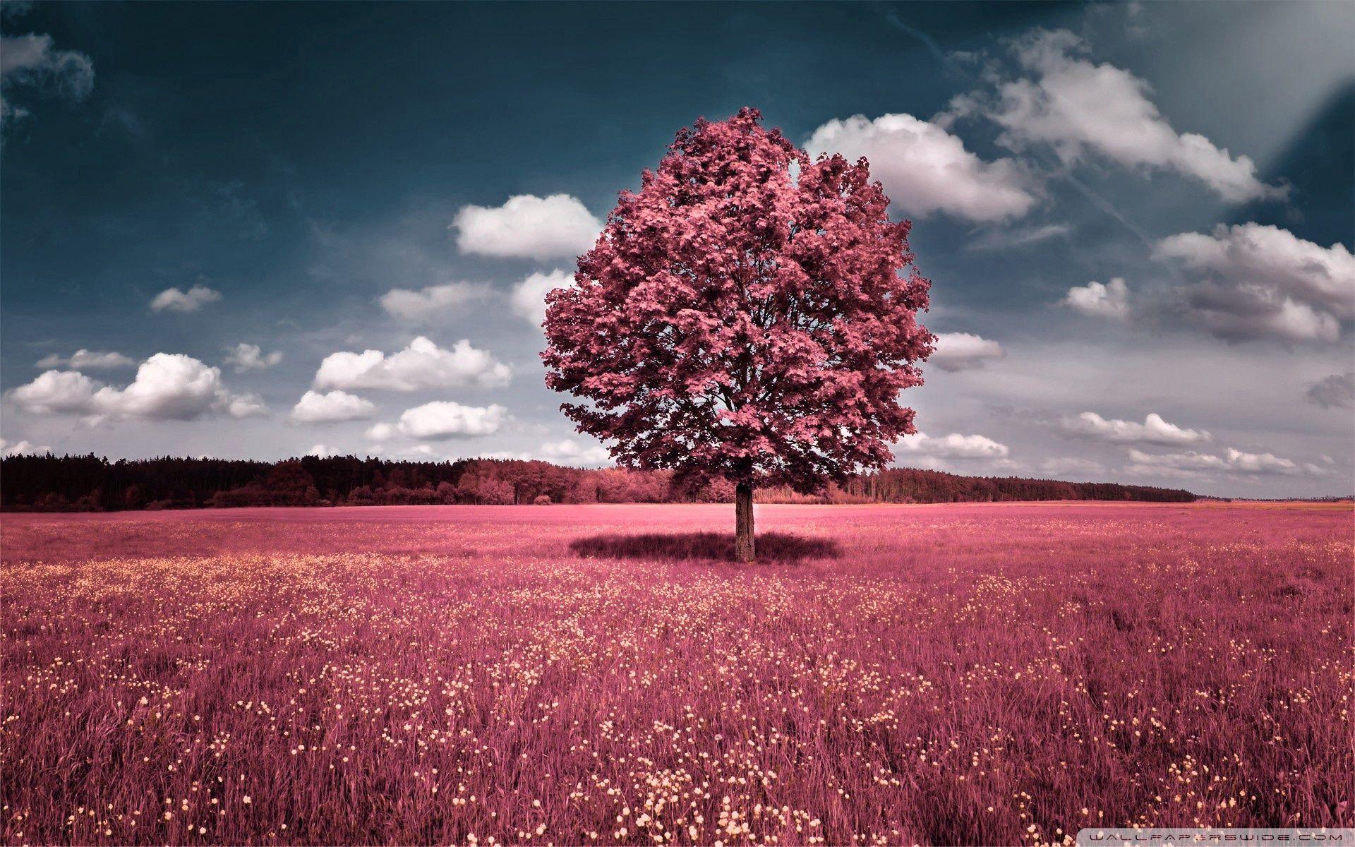 1920x1200 Pink Scenic Wallpaper