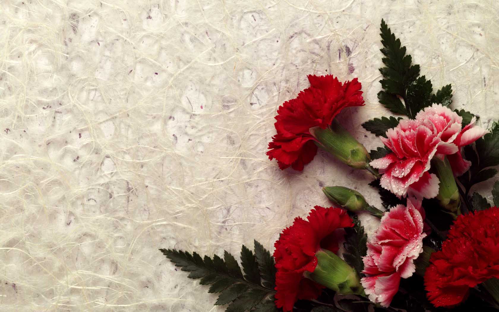 1680x1050 Carnation Flower HD Wallpaper