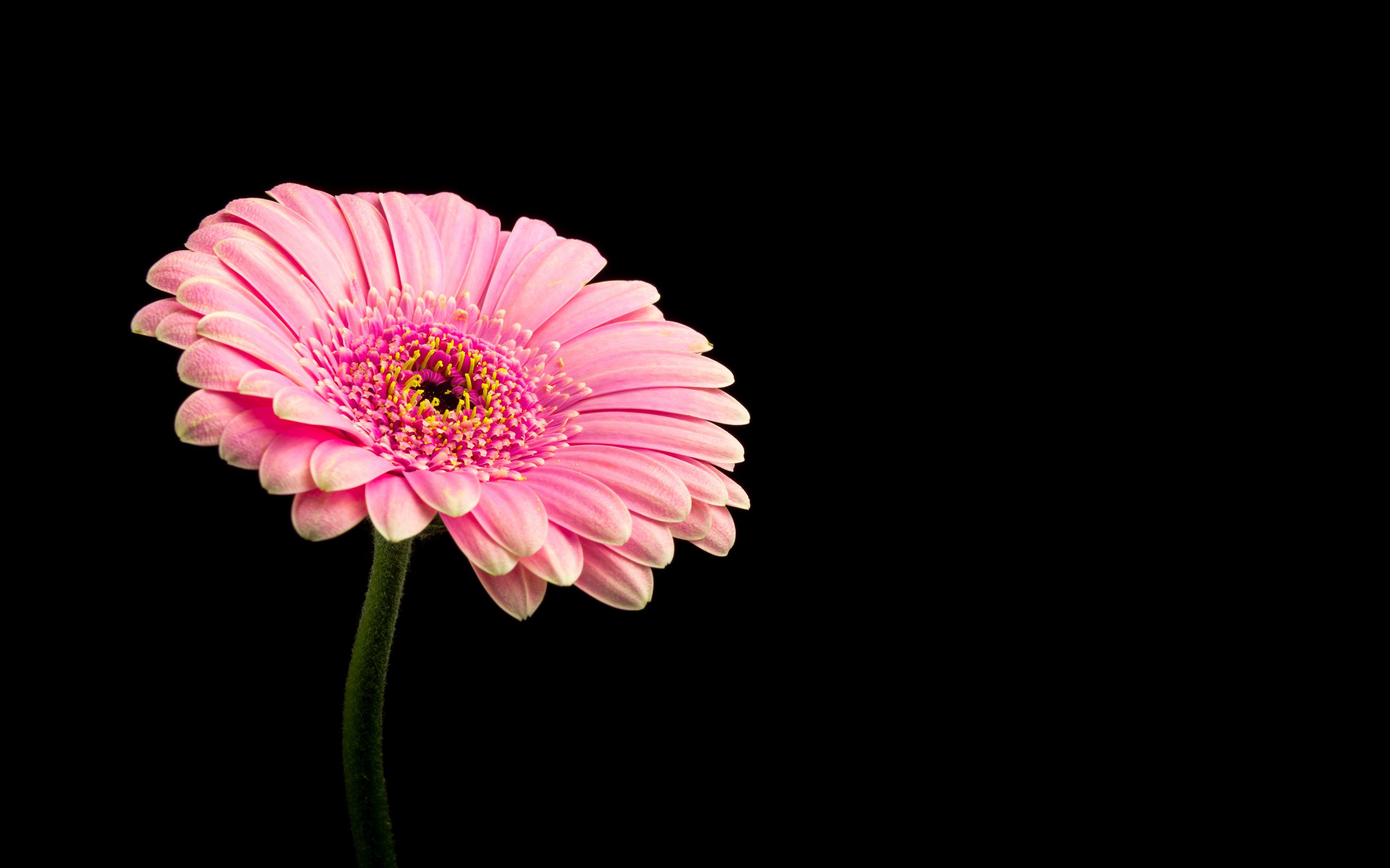 3840x2400 Flower HD Wallpaper