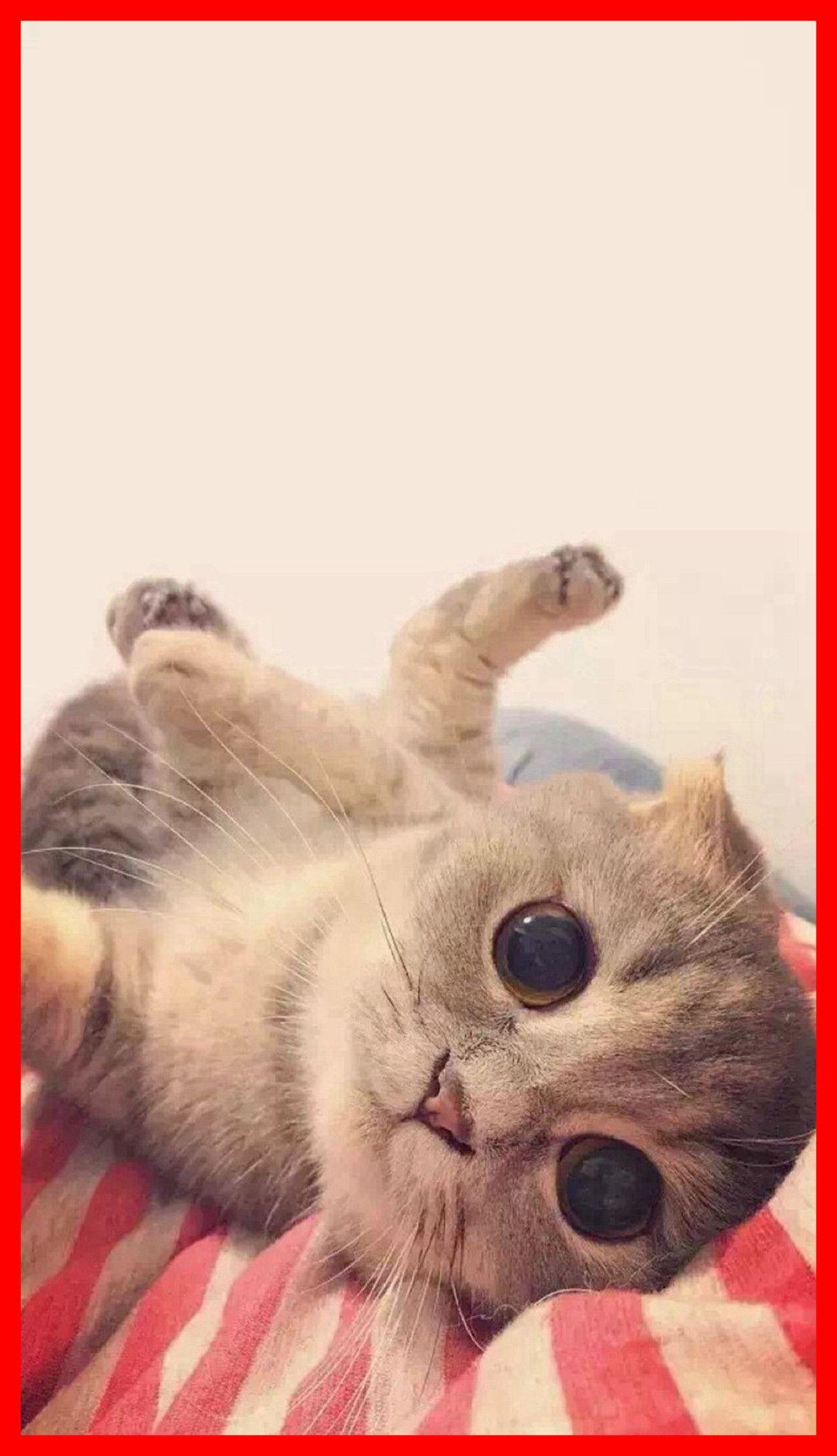 1136x1976 Marvelous Hello Kitty Thanksgiving Wallpaper Of Cute Cat Popular