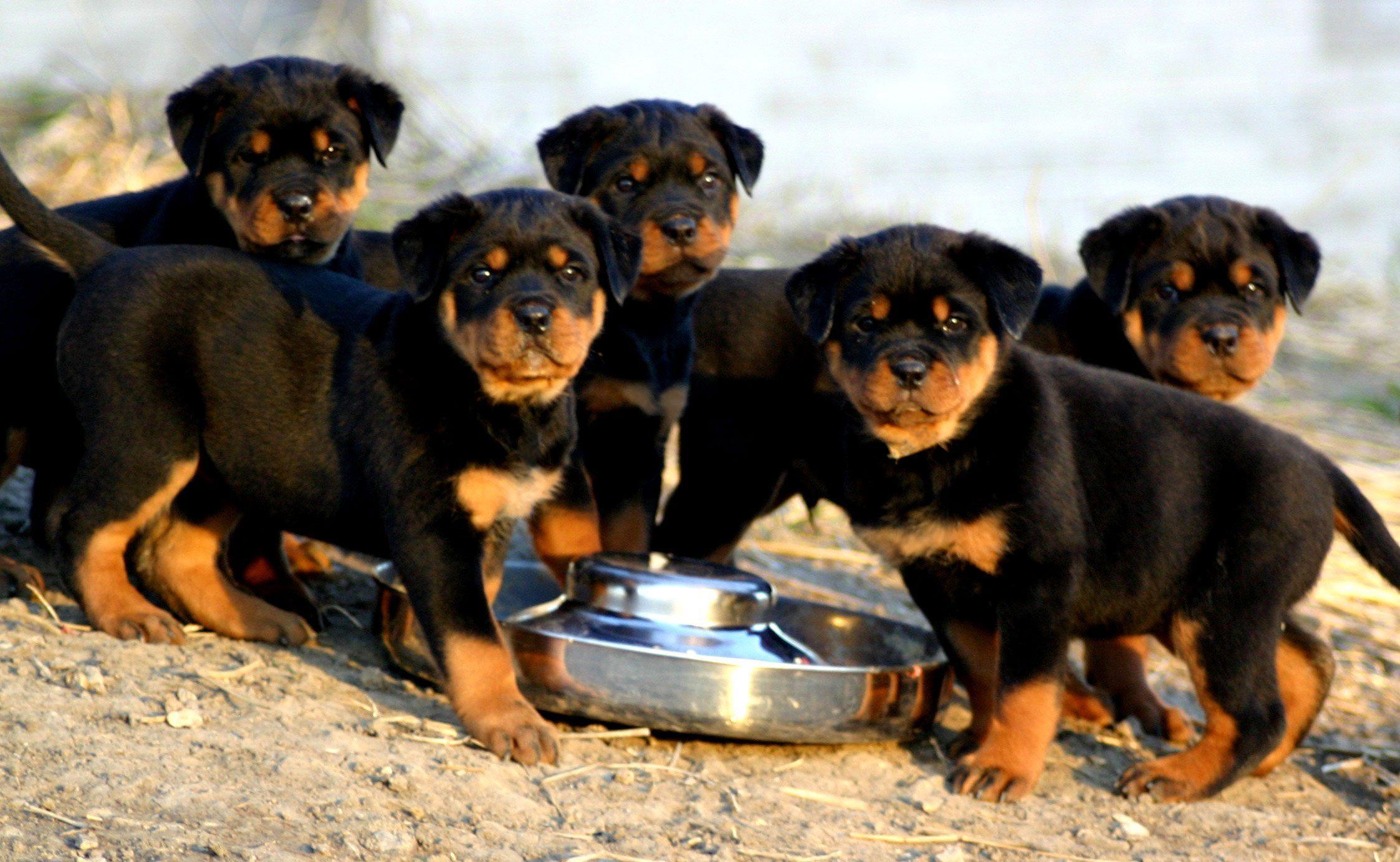 2246x1384 Rottweiler Wallpaper