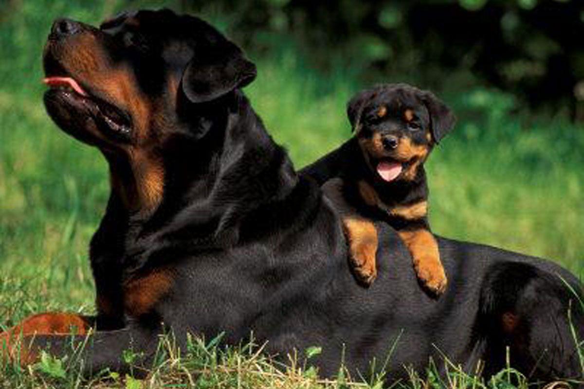 1200x800 Free download Rottweiler Puppies 25 Wide Wallpaper
