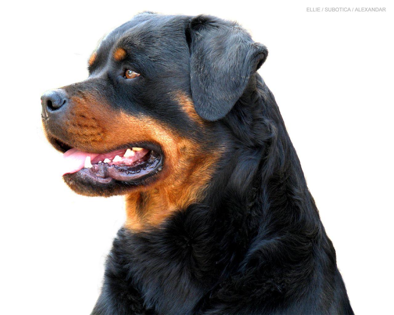 1280x1024 Rottweiler Wallpaper. Dangerous