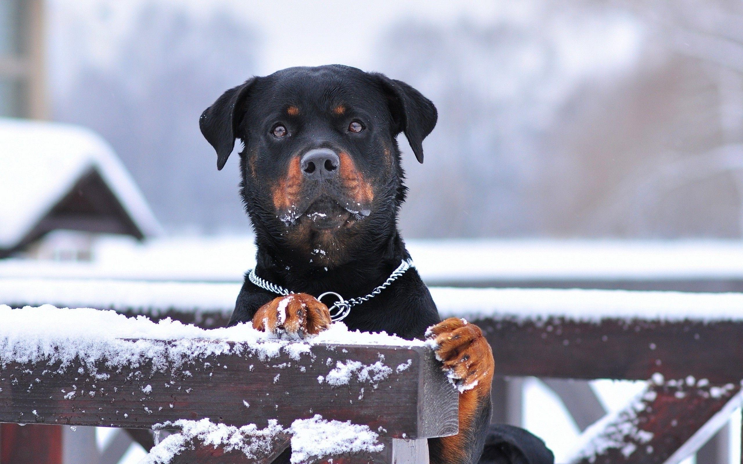 2560x1600 Rottweiler Wallpaper