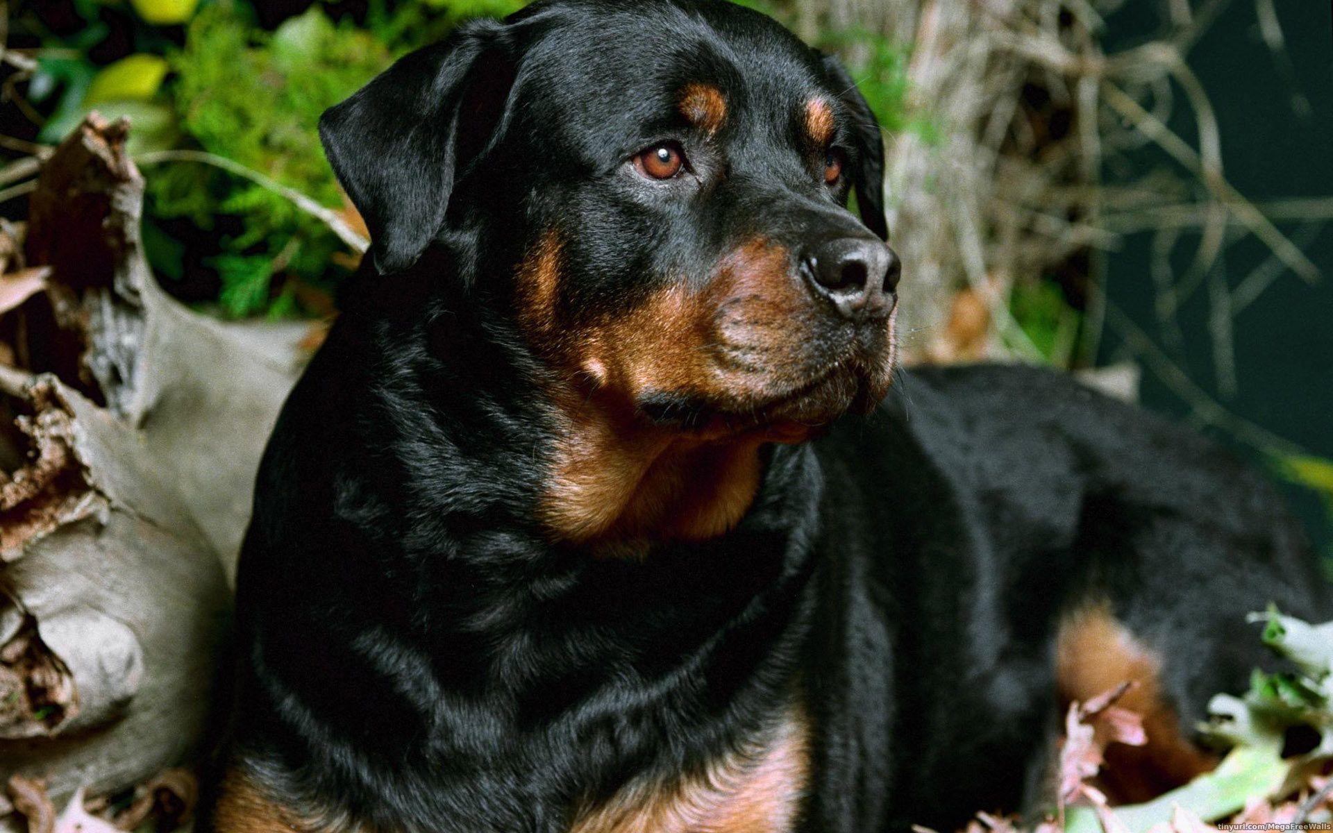 1920x1200 TPB › Rottweiler Wallpaper, 49 Wallpaper of Rottweiler HD