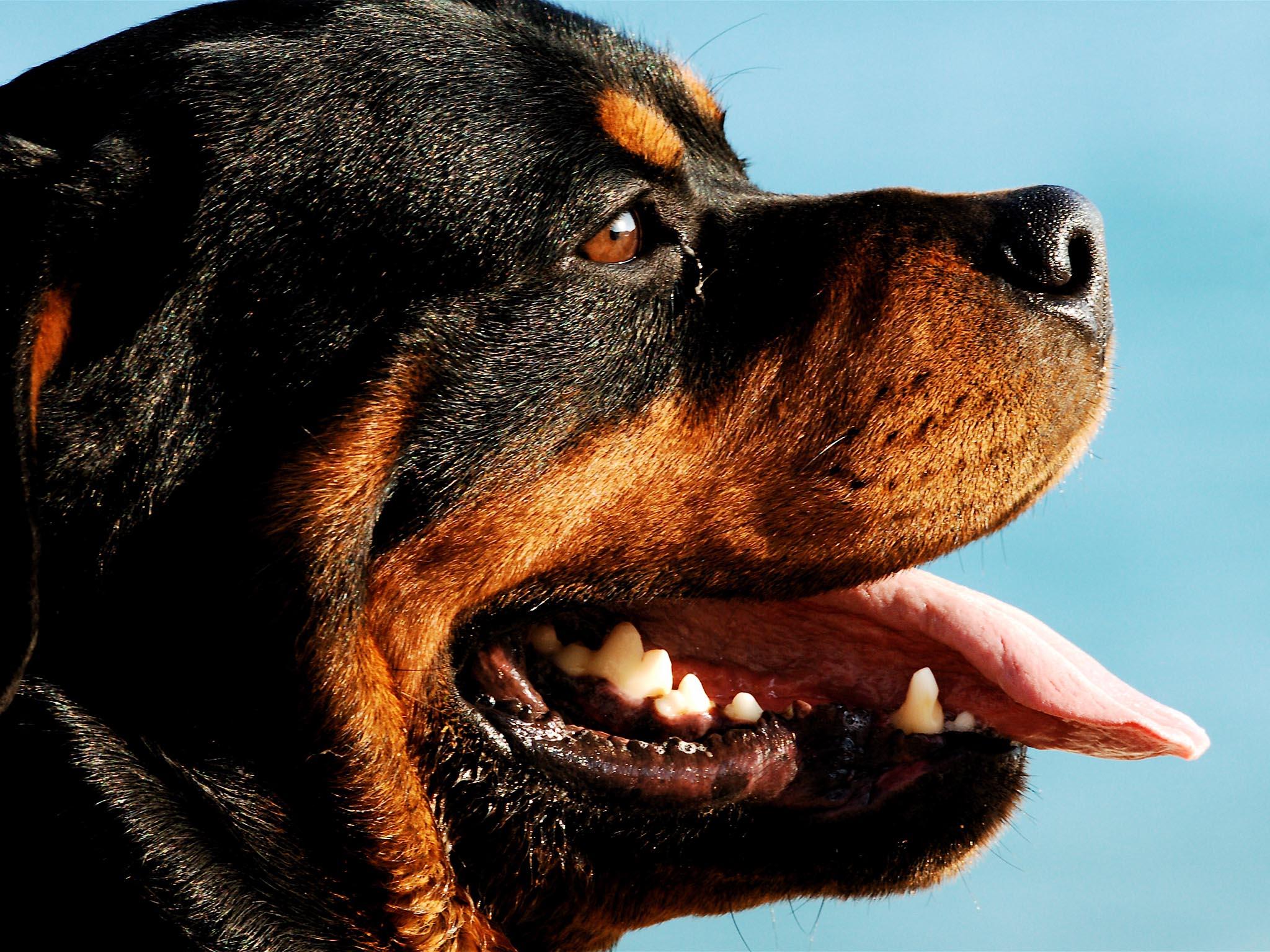 2048x1536 Rottweiler wallpaper
