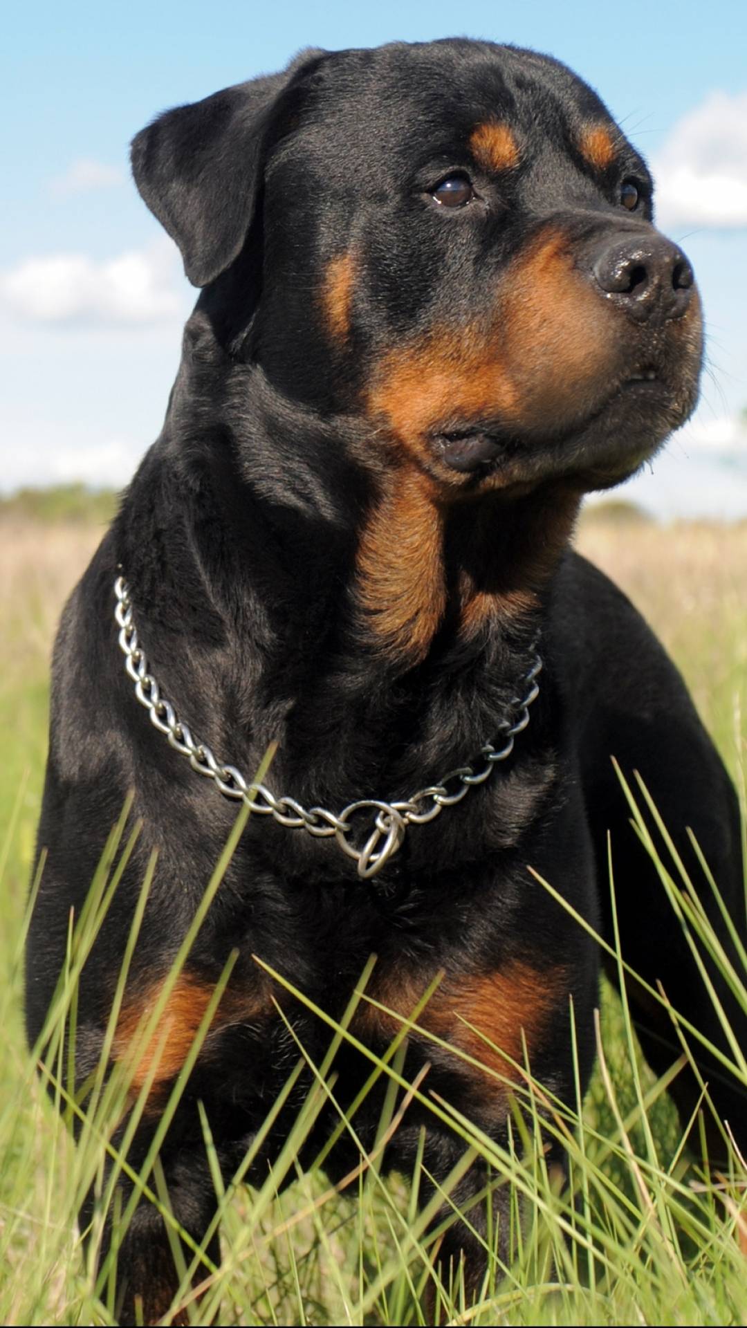 1080x1920 Mobile Rottweiler Picture: High Resolution Wallpaper