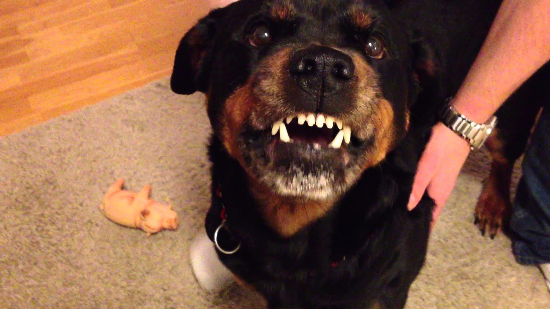 1920x1080 Rottweiler Wallpaper