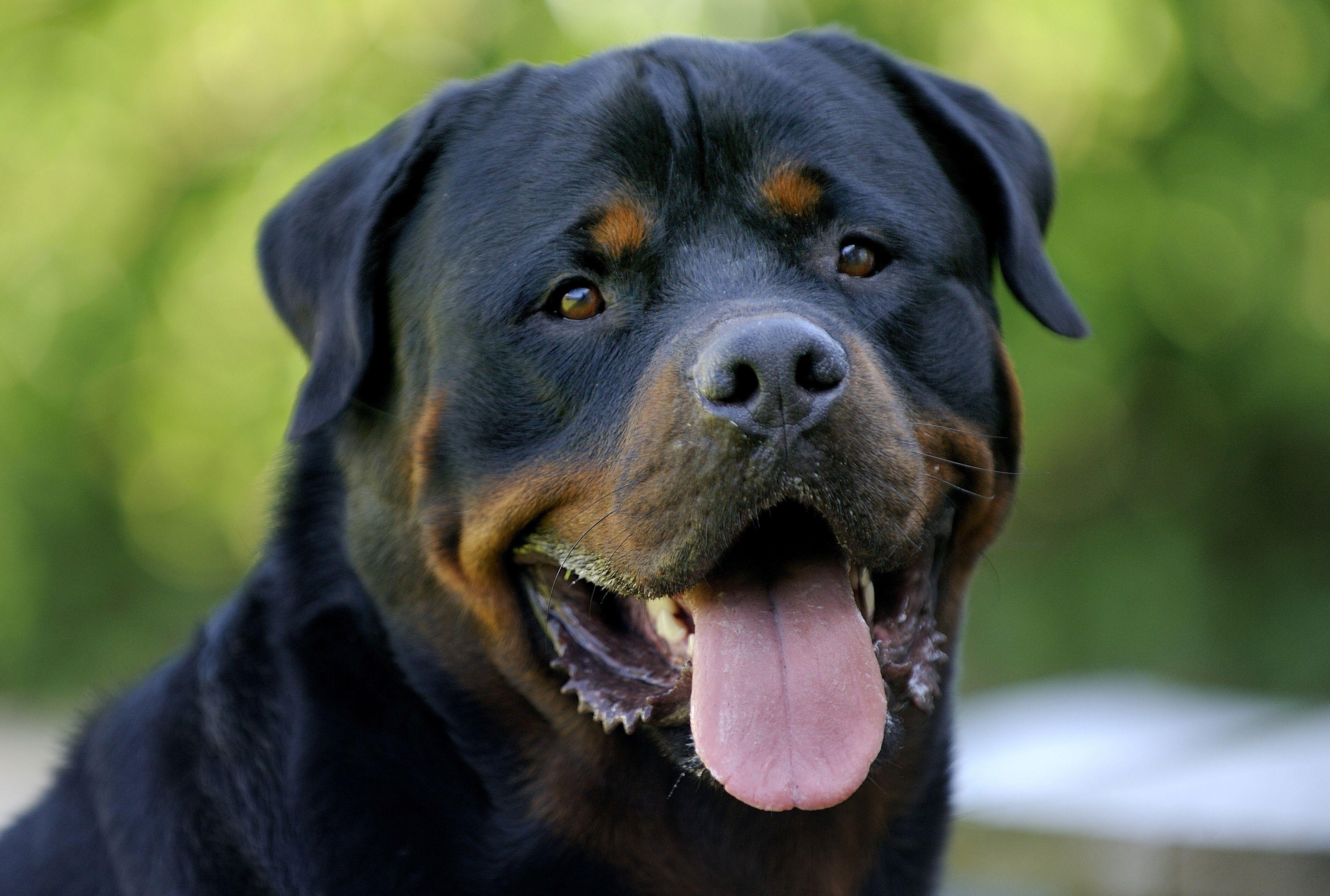 3626x2444 Wall.Cookdiary.net of Rottweiler Wallpaper HD
