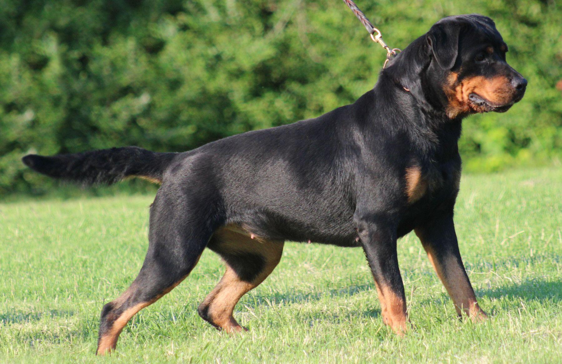 1800x1166 Full HD Picture Rottweiler 609.29 KB