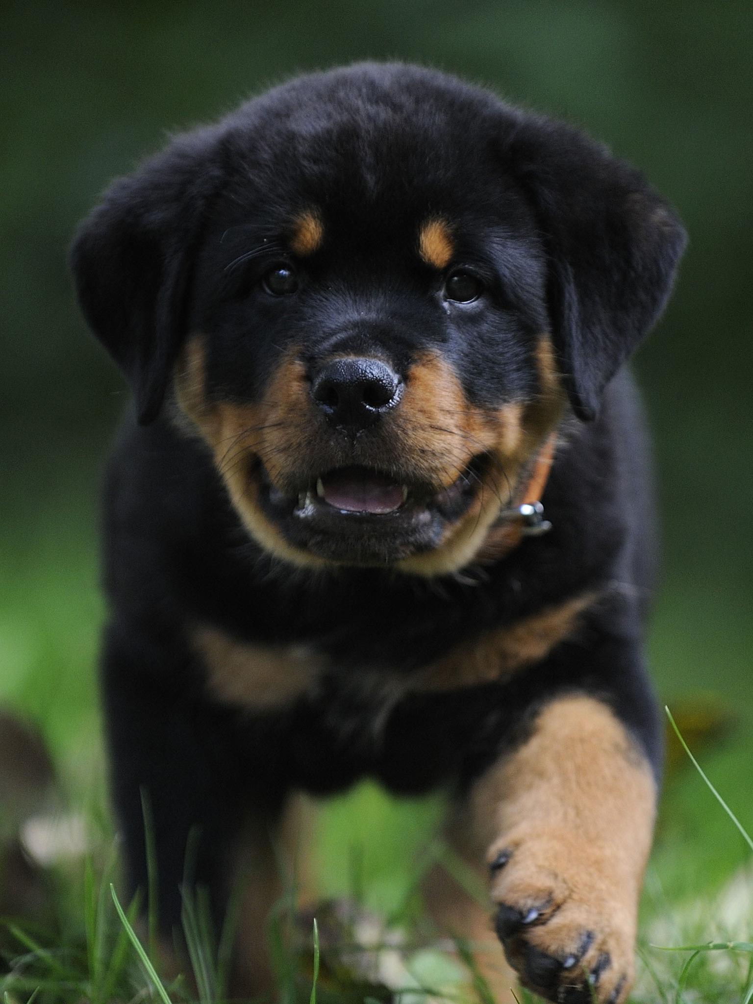 1536x2048 Rottweiler Puppy, Grass, Walk）HD Dog Wallpaper