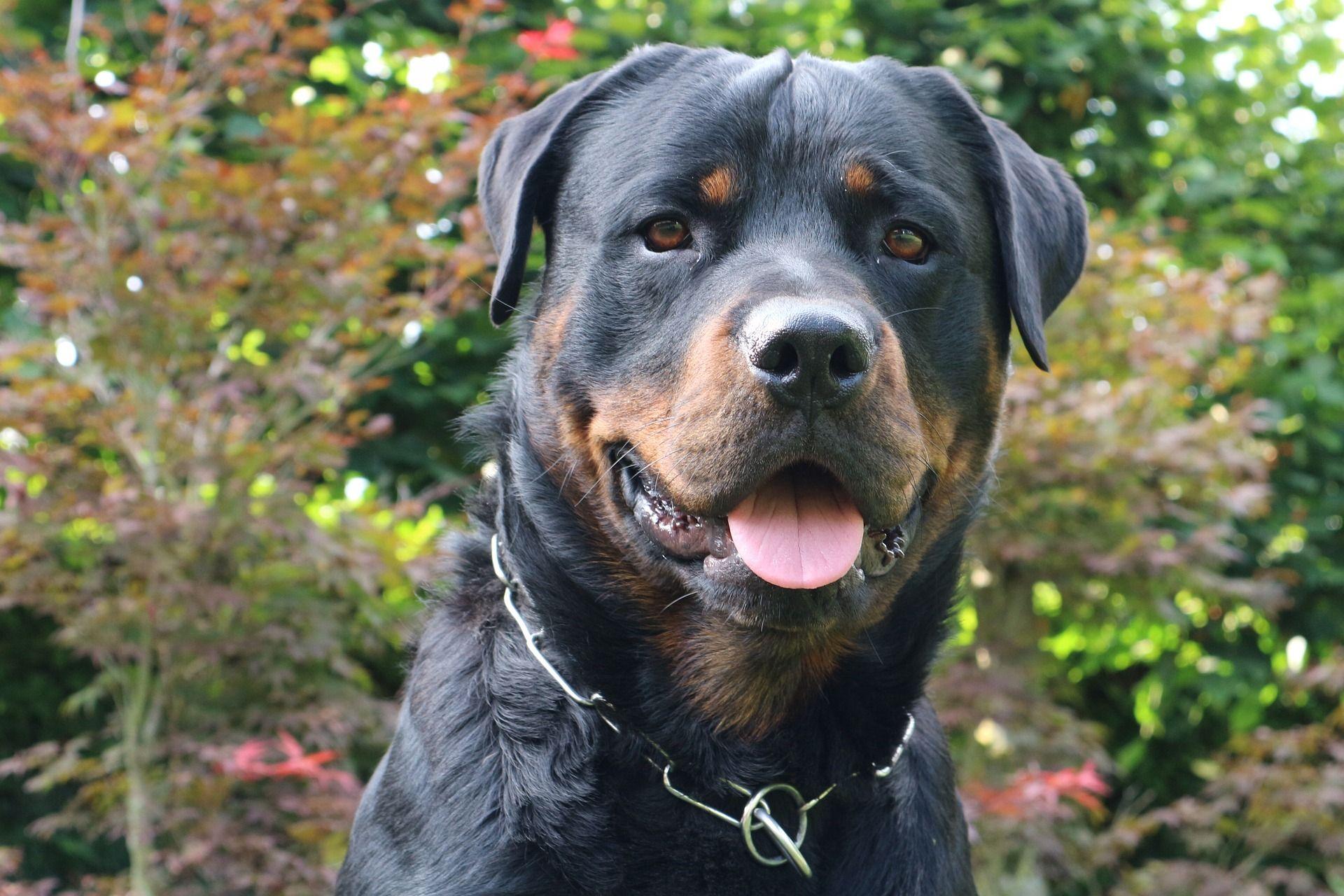 1920x1280 Rottweiler Wallpaper HD