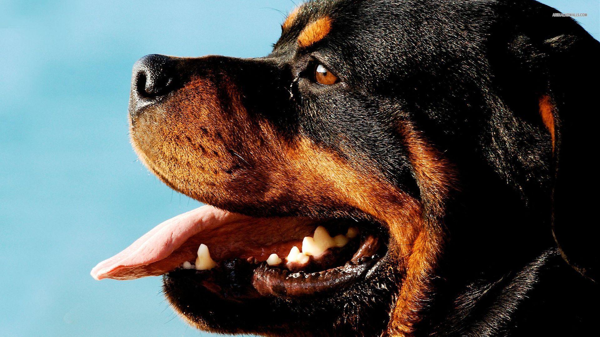 1920x1080 Rottweiler Image for Laptop HD Wallpaper