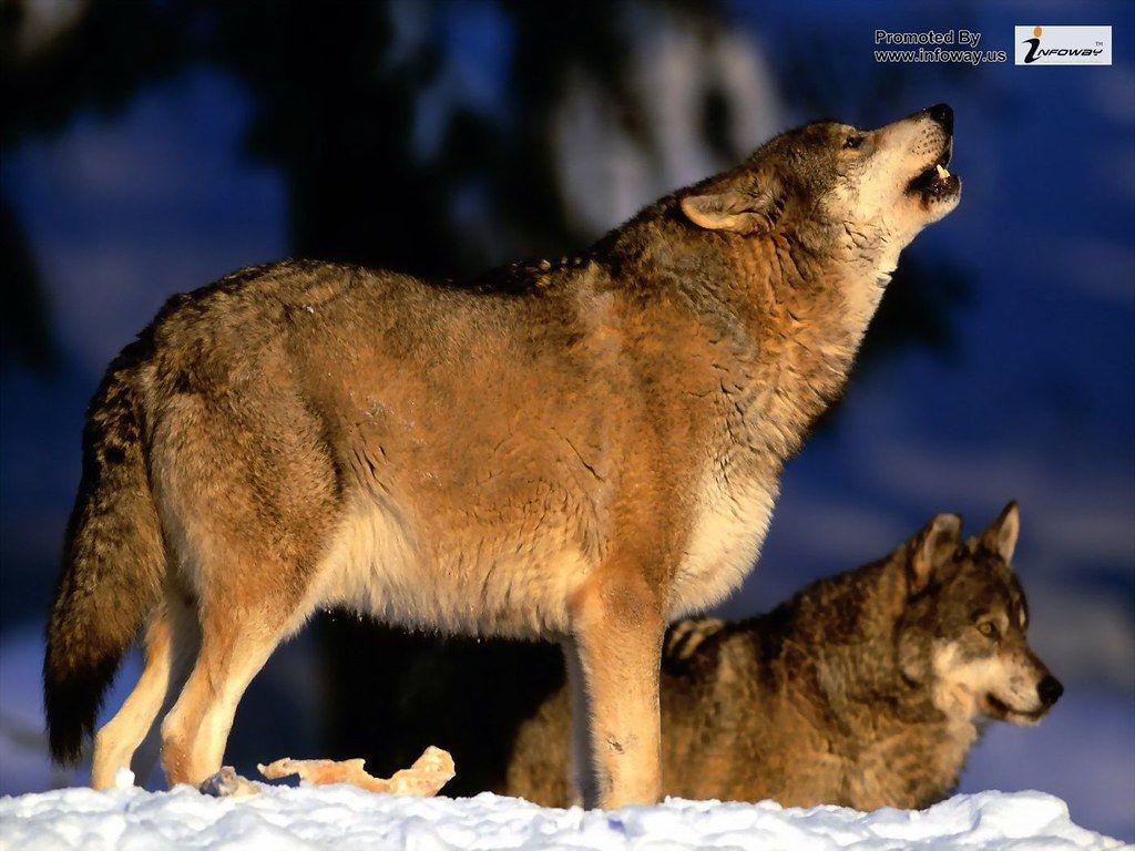 1024x768 beautiful wolfs wallpaper HD wolf wallpaper. beautiful wol