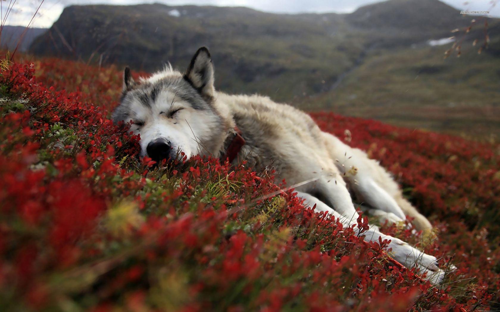 1680x1050 Free download Pics Photo Beautiful Wolfs Wallpaper HD Wolf