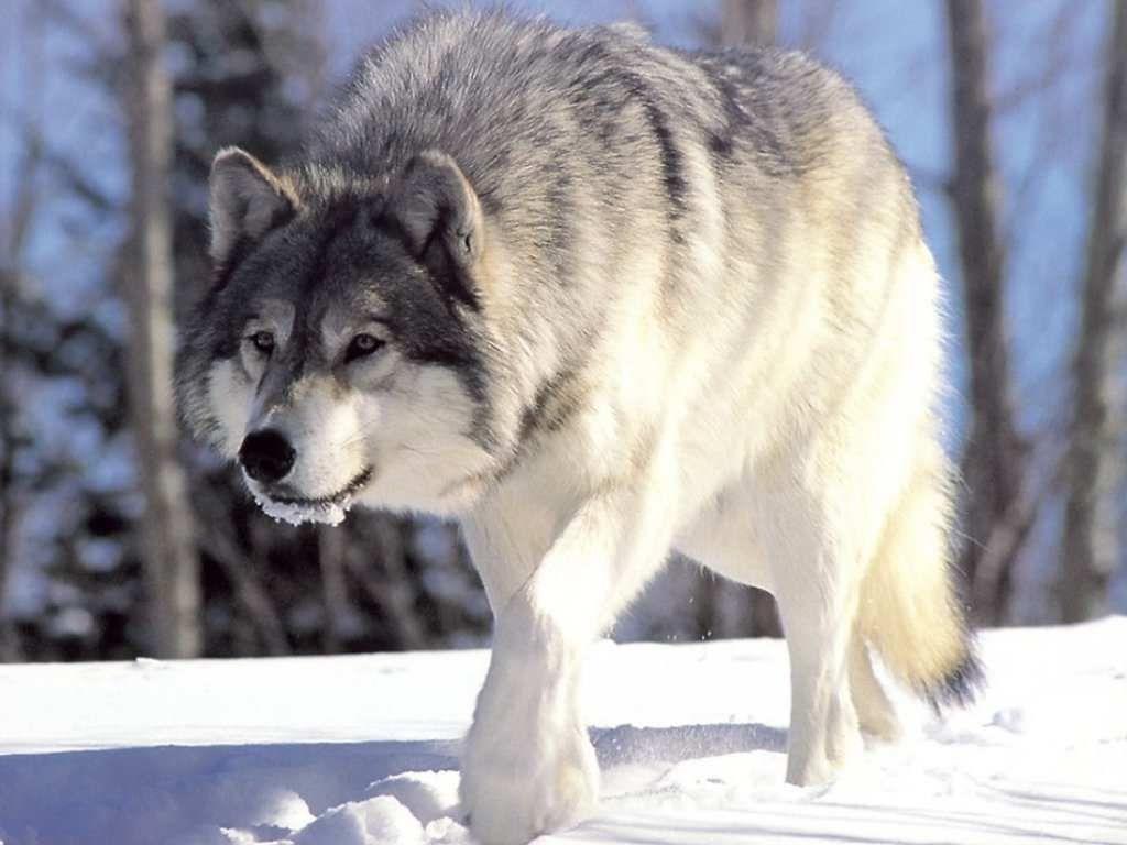 1024x768 Hritik Roshan HD Wallpaper: Beautiful Wolf Wallpaper