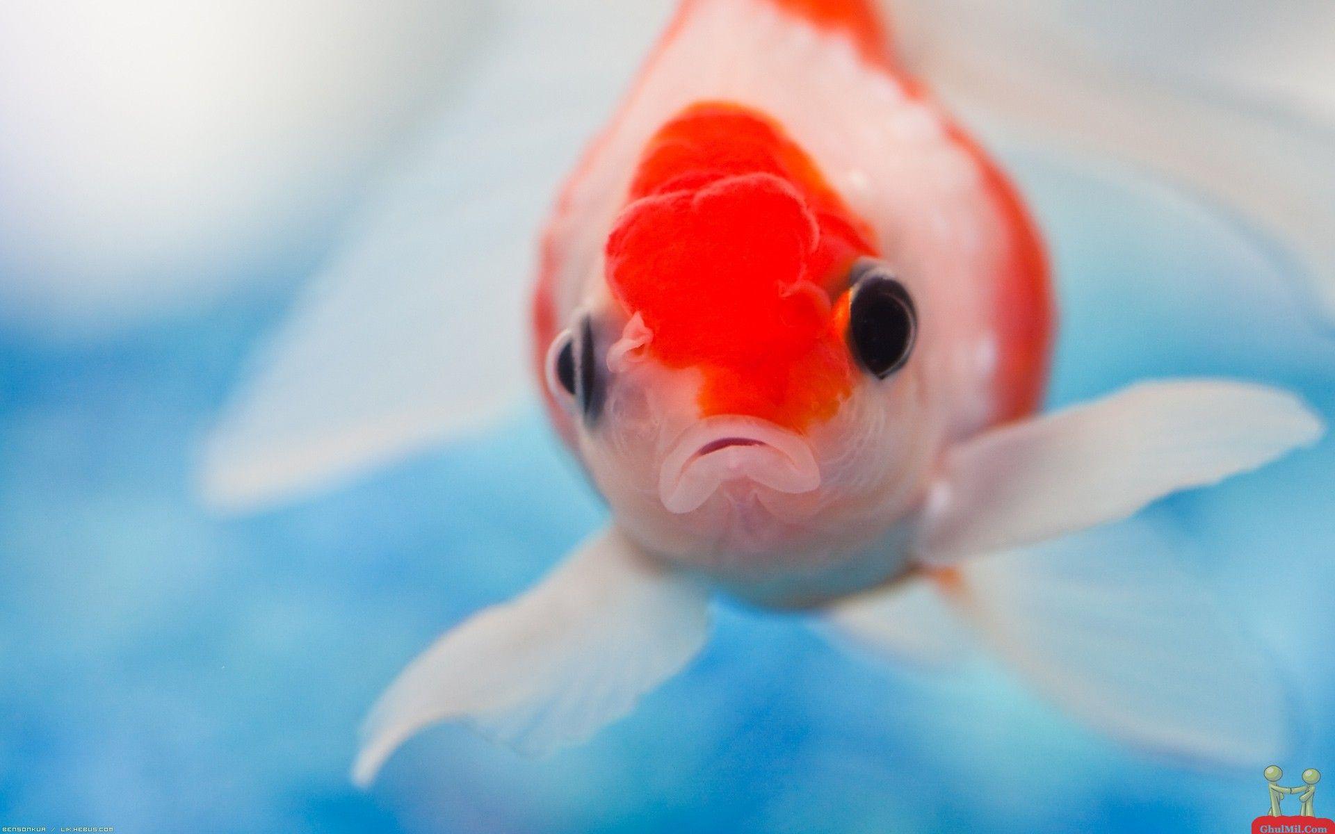 1920x1200 Cute Colorful Fish Wallpaper