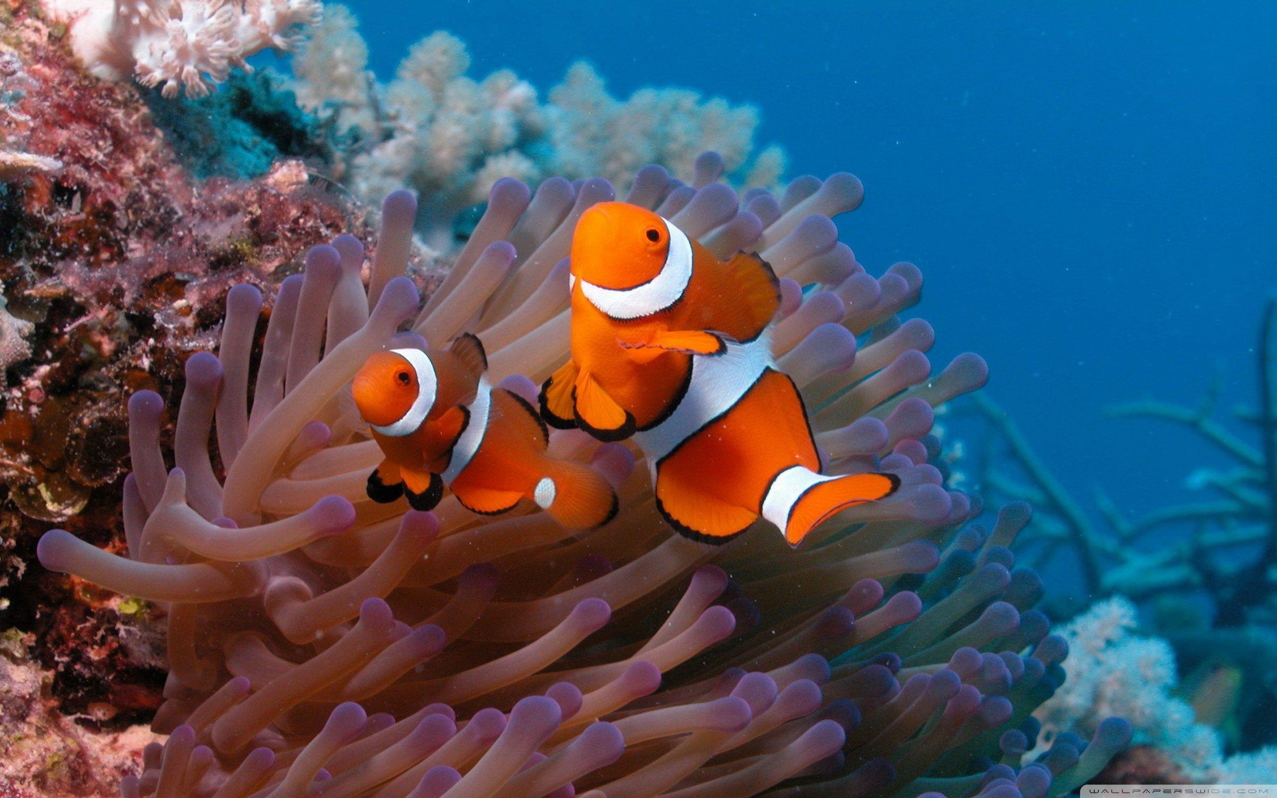 2560x1600 Clown Fish Wallpaper Clownfish, HD