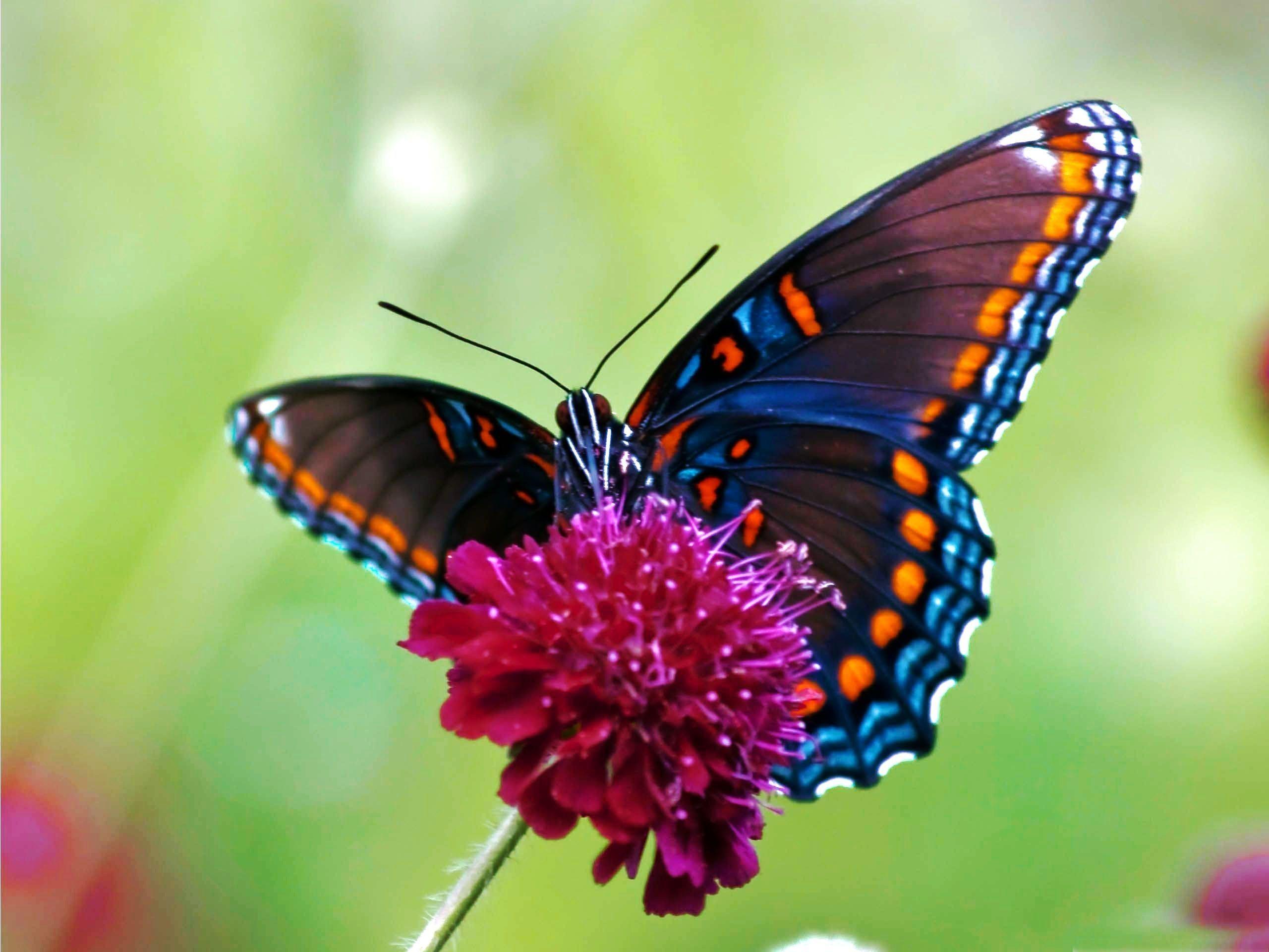2560x1920 Butterfly HD Wallpaper