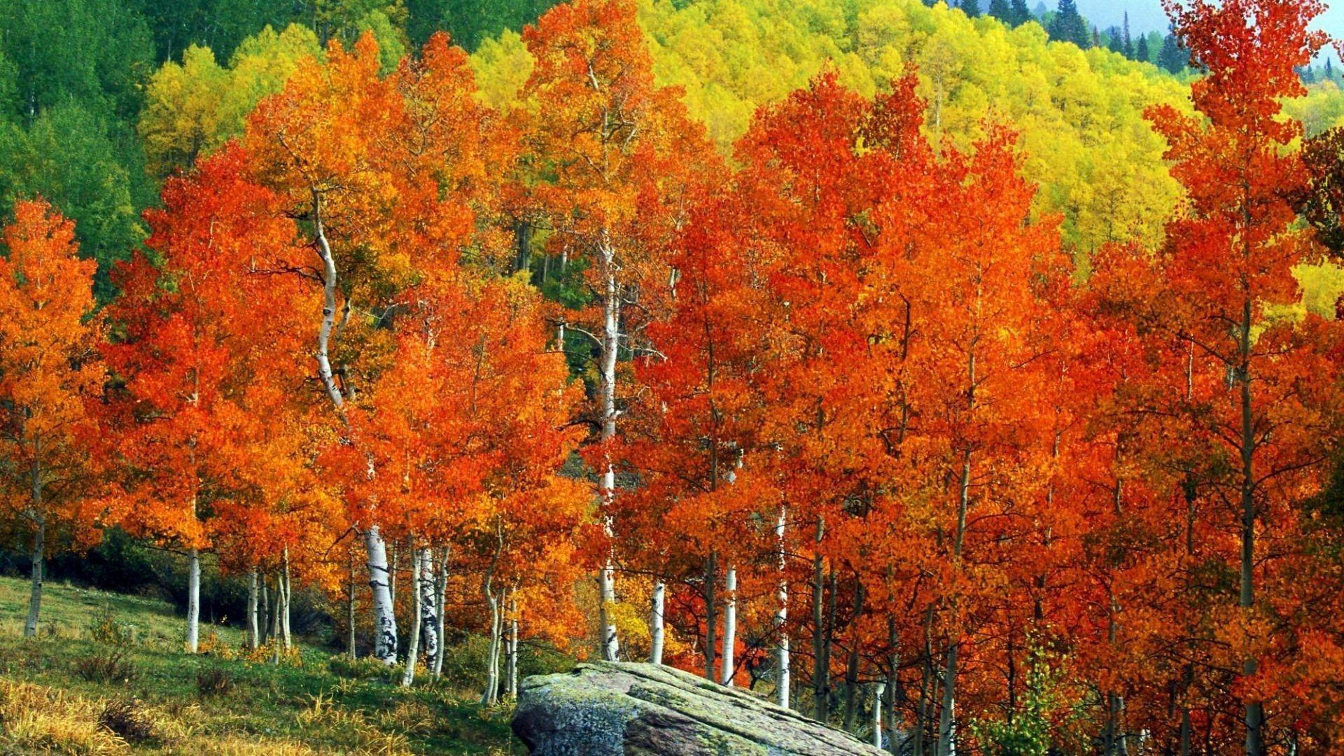 1920x1080 HD Fall Mountain Wallpaper