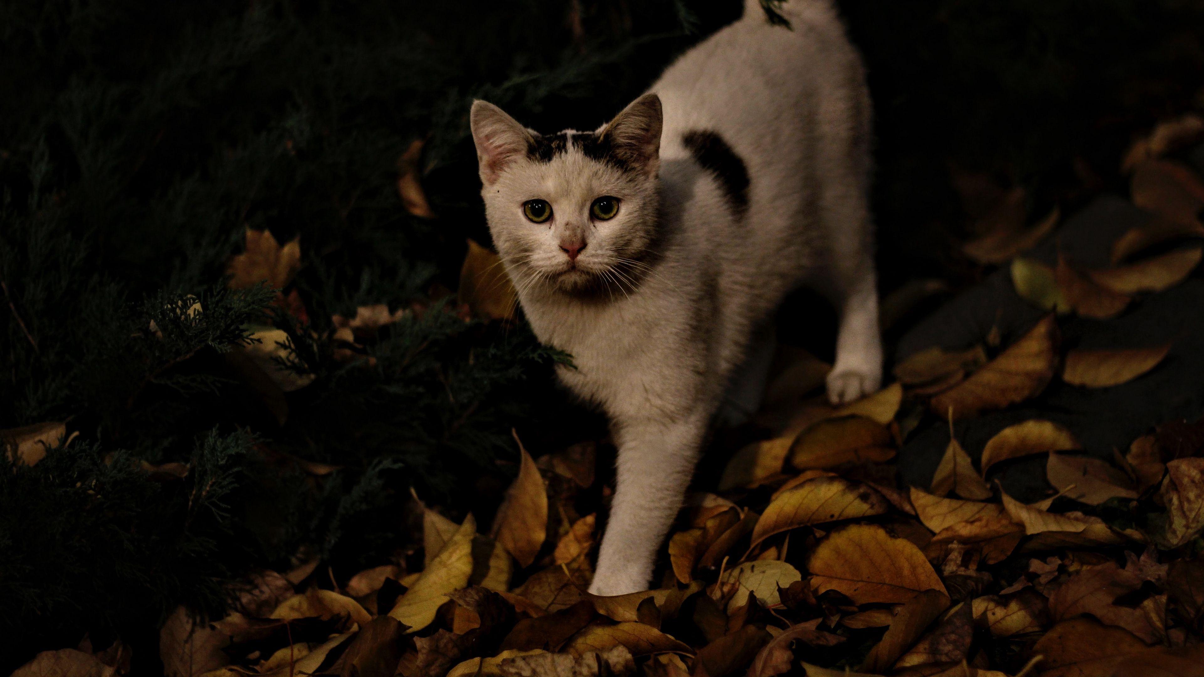 3840x2160 Download wallpaper 3840x2160 cat, autumn, street 4k uhd 16:9