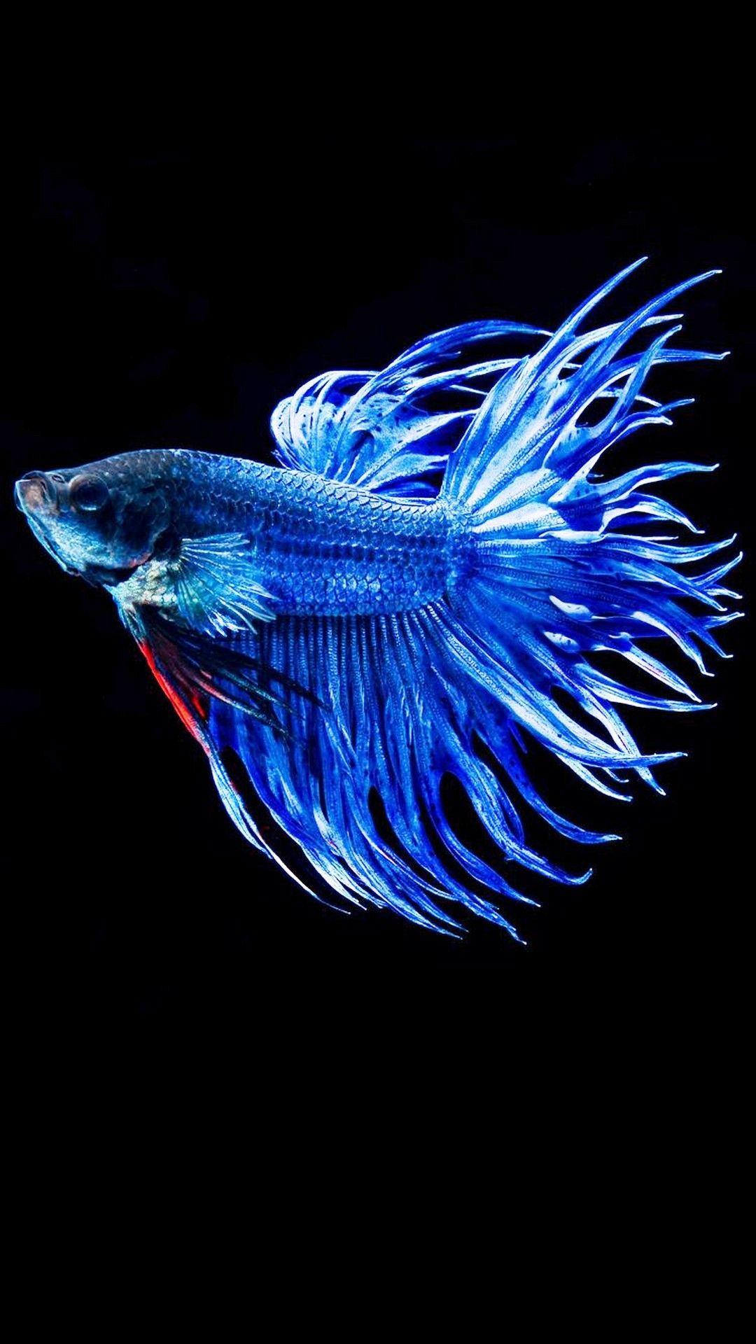 1080x1920 iPhone 6s Plus Wallpaper Tumblr. Fish wallpaper, Fish