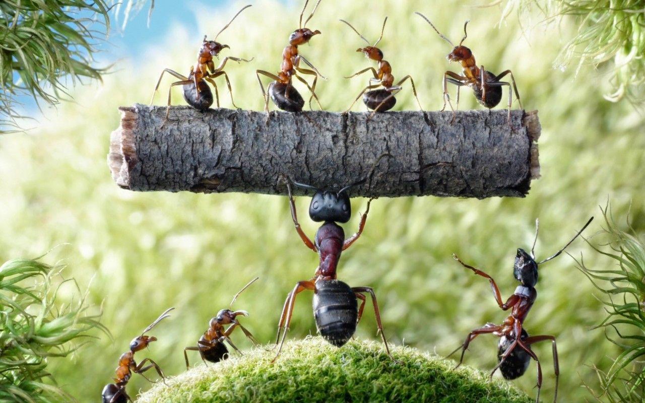 Ant groups 1080P 2K 4K 5K HD wallpapers free download  Wallpaper Flare