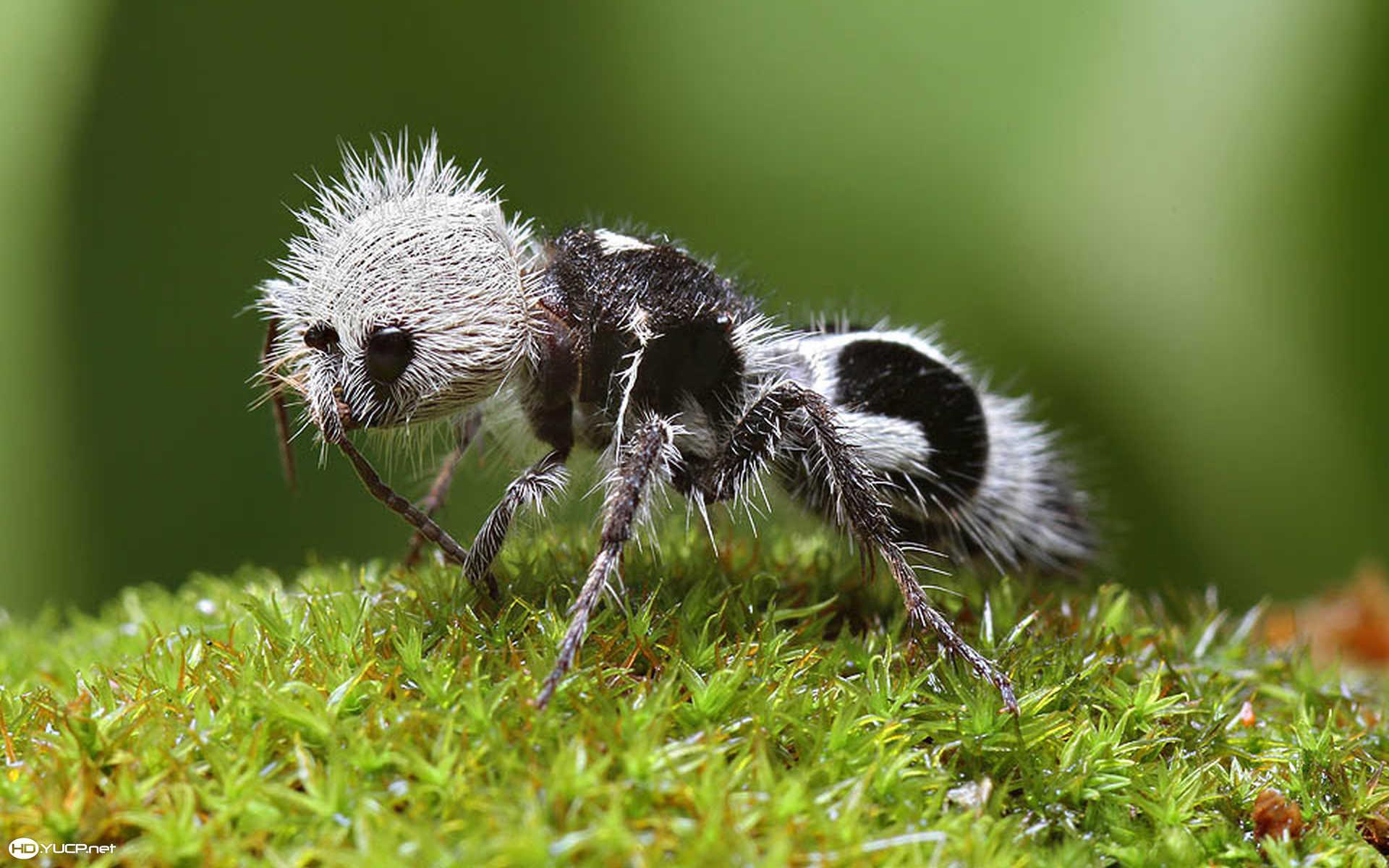 1920x1200 Recent Ant Image. EER30 High Quality Wallpaper