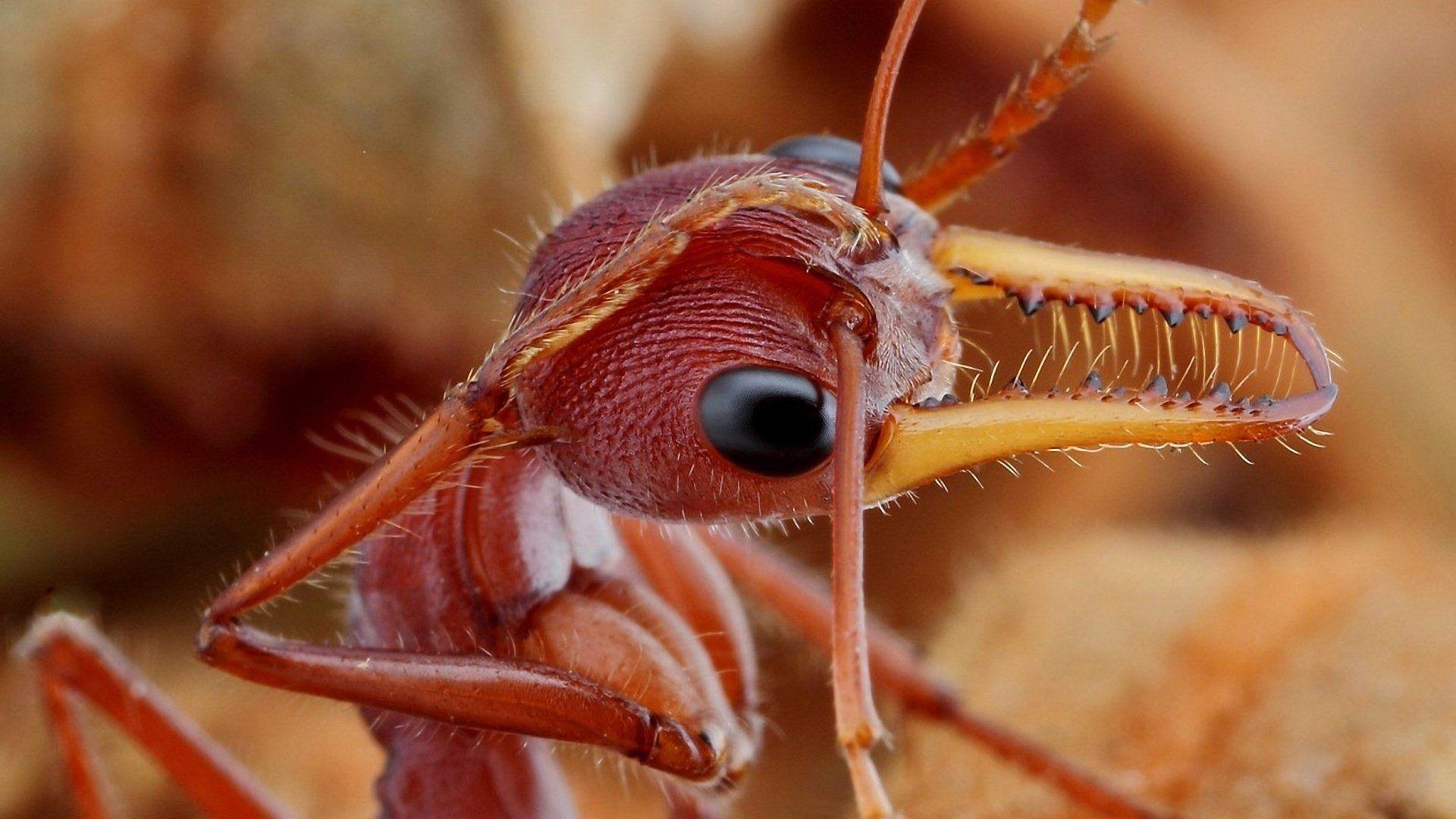 1920x1080 Ant HD Wallpaper and Background Image