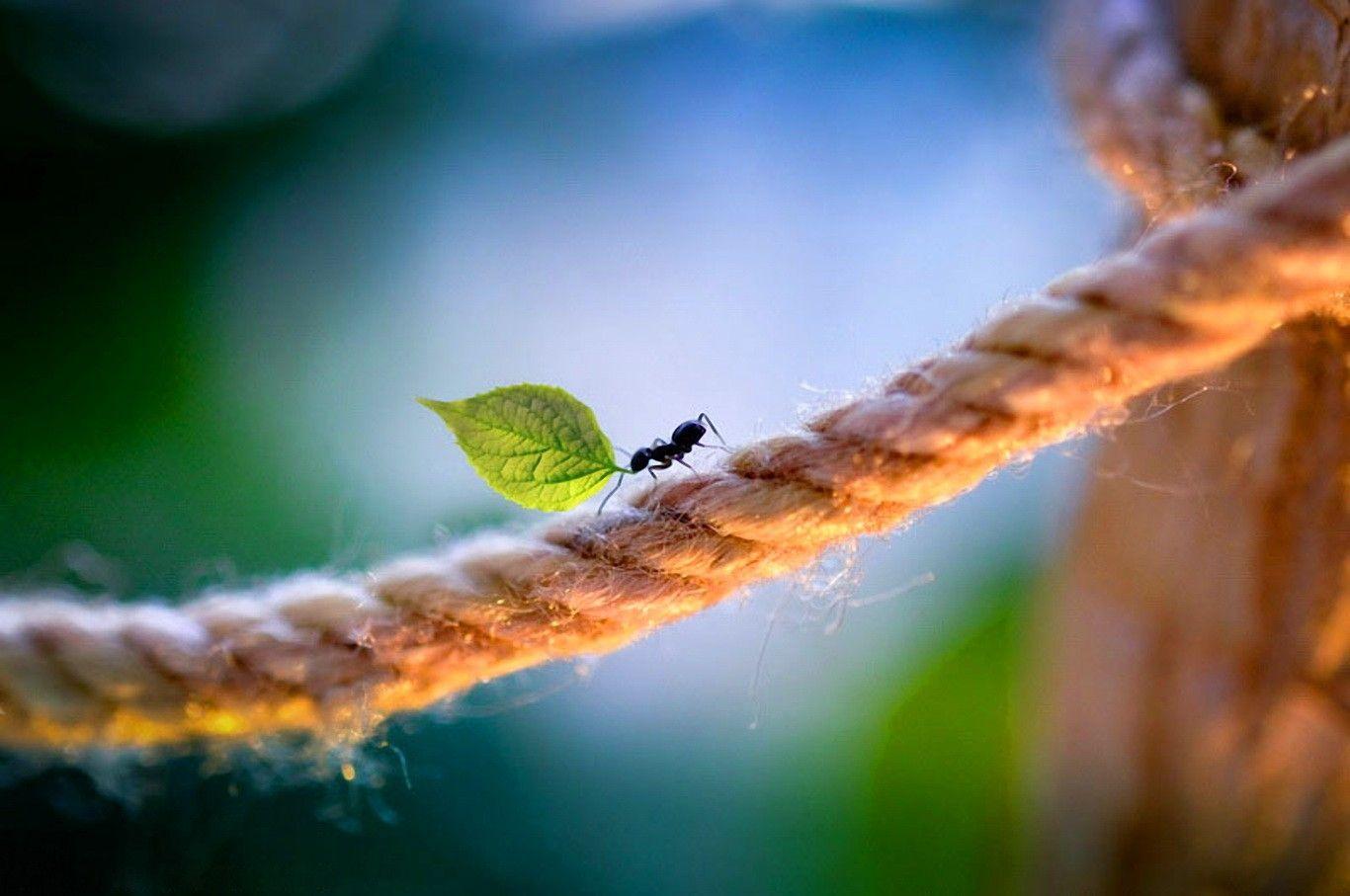 Ant Wallpapers - Top Free Ant Backgrounds - WallpaperAccess