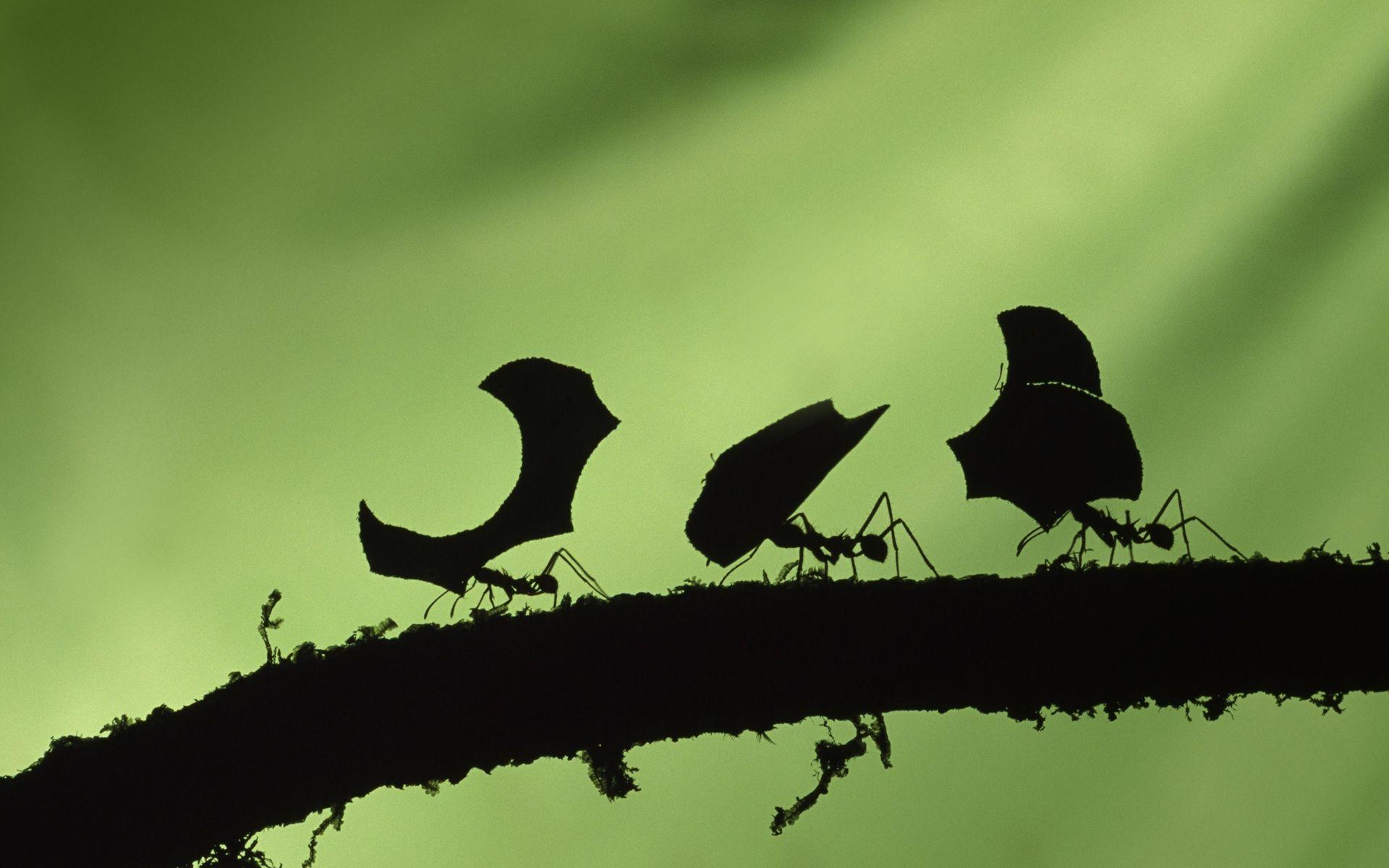 1920x1200 ant branches 1920x1200 wallpaper High Quality Wallpaper