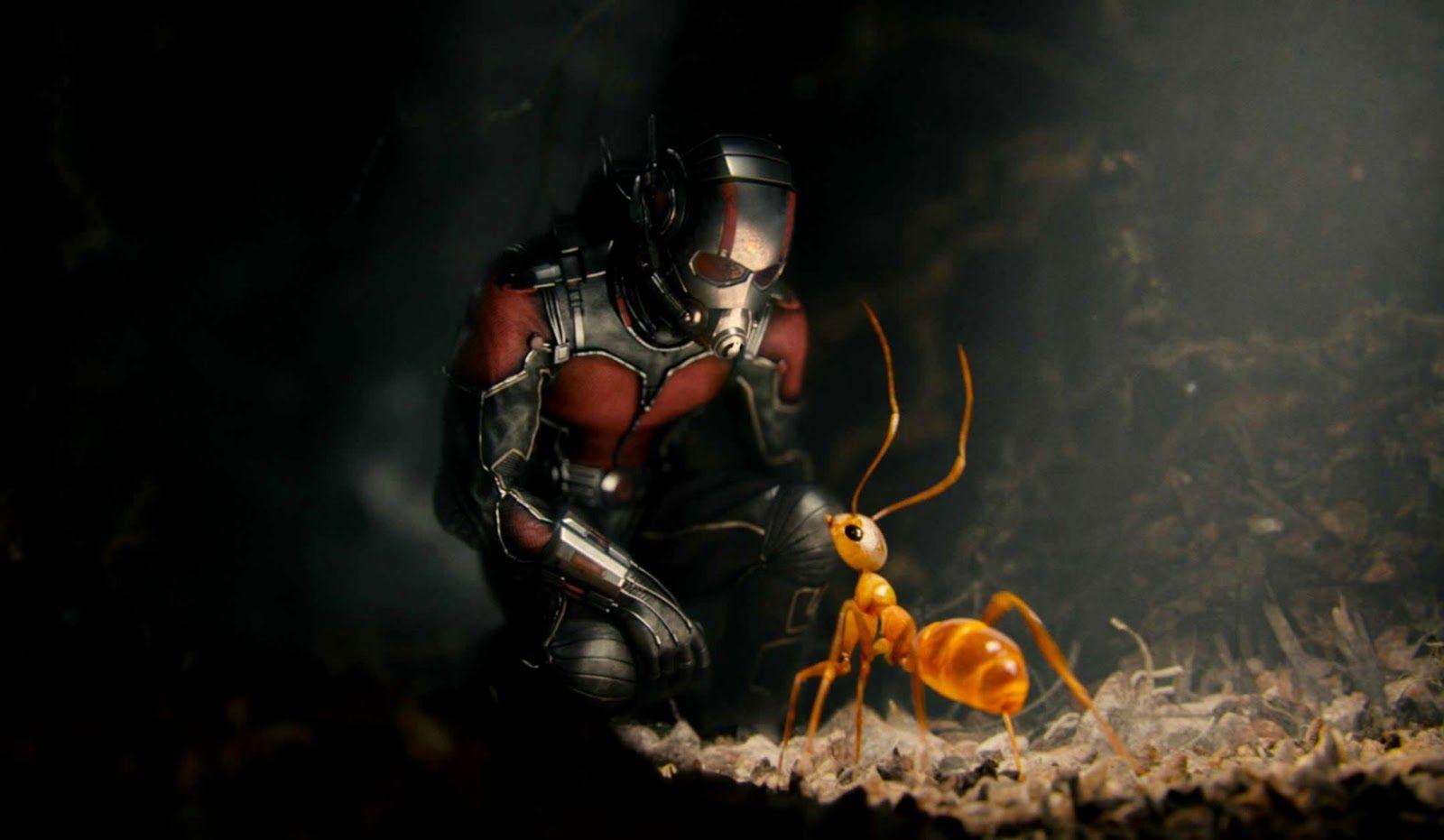 1600x931 Ant Wallpaper