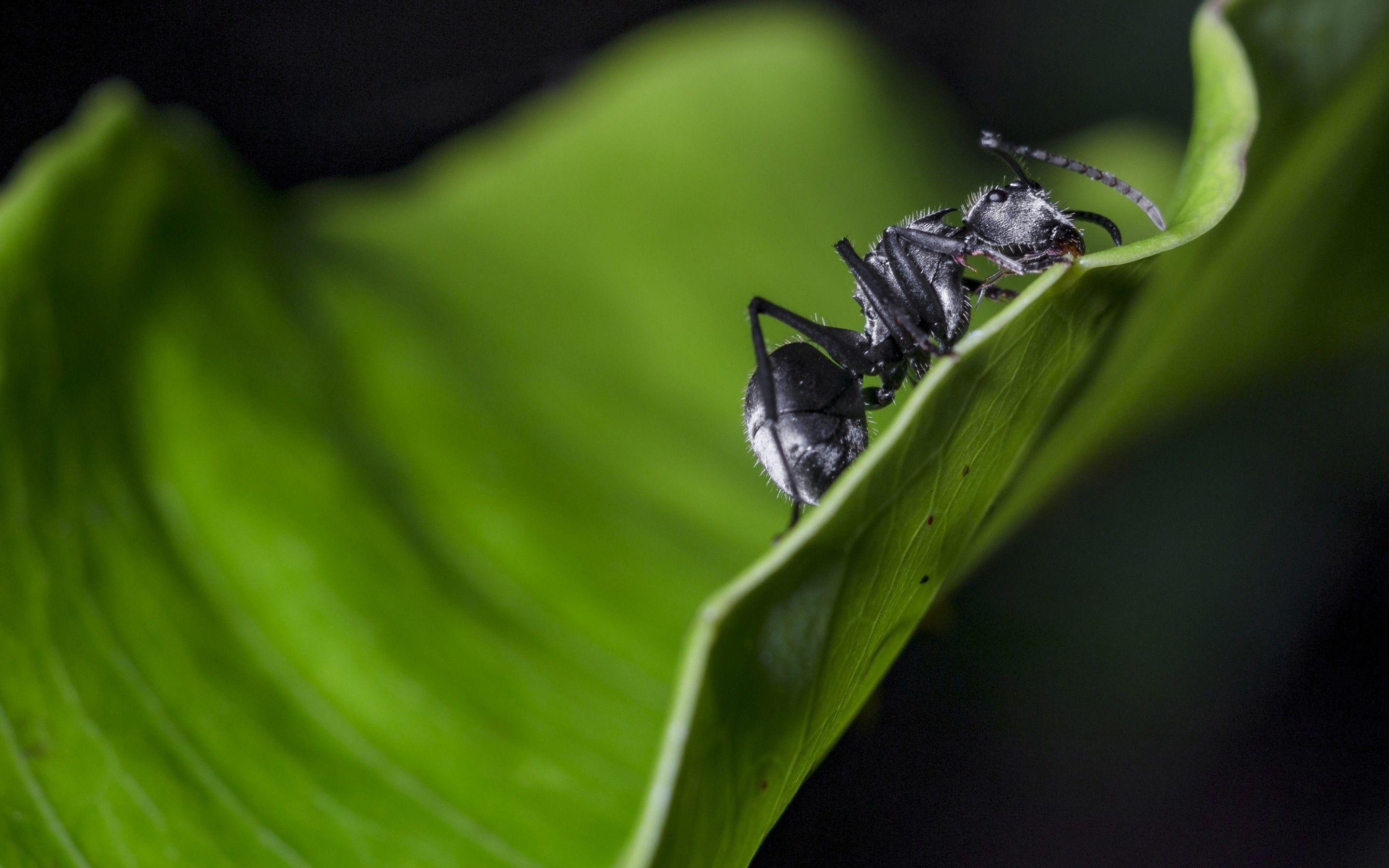 Ant Wallpapers - Top Free Ant Backgrounds - WallpaperAccess