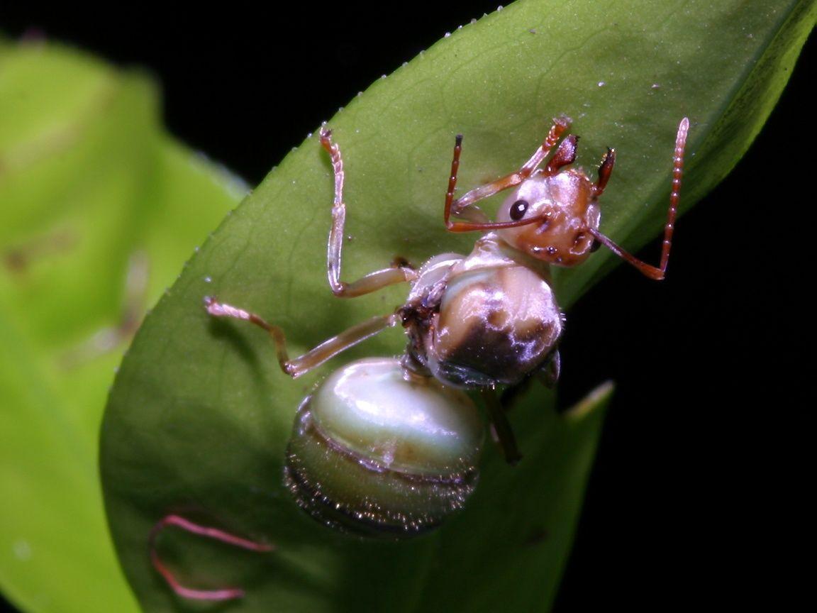 1152x864 Ant, Wasp and Bee wallpaper
