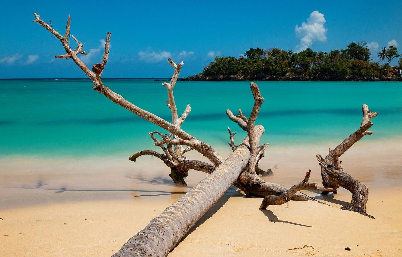 1332x850 Wallpaper sand, sea, the ocean, driftwood, Dominican
