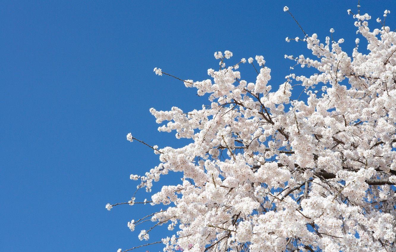 Cherry Blossom White Wallpapers - Top Free Cherry Blossom White