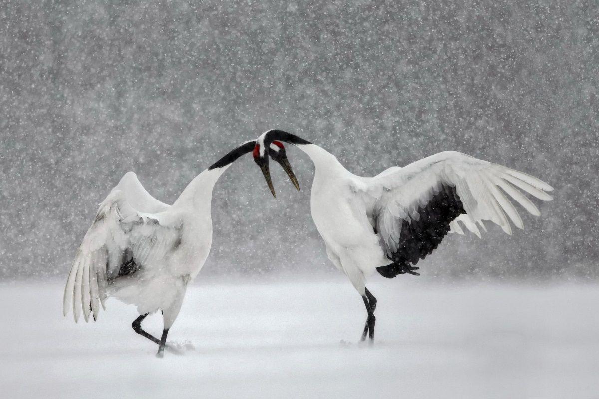 1200x800 Japanese crane bird dance winter snow Hokkaido beautiful nature