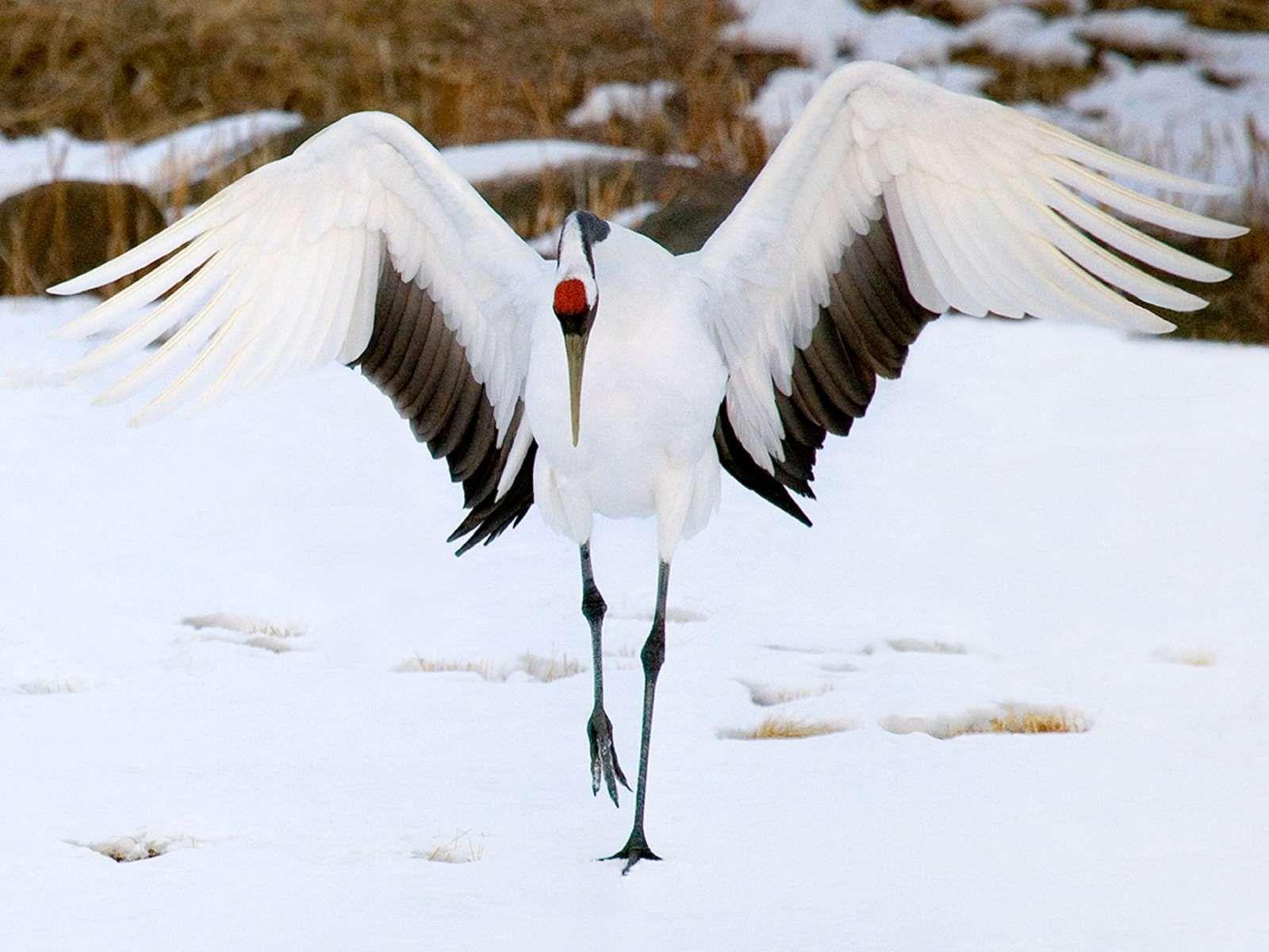 1600x1200 best Crane paintings image. Birds, Japanese art