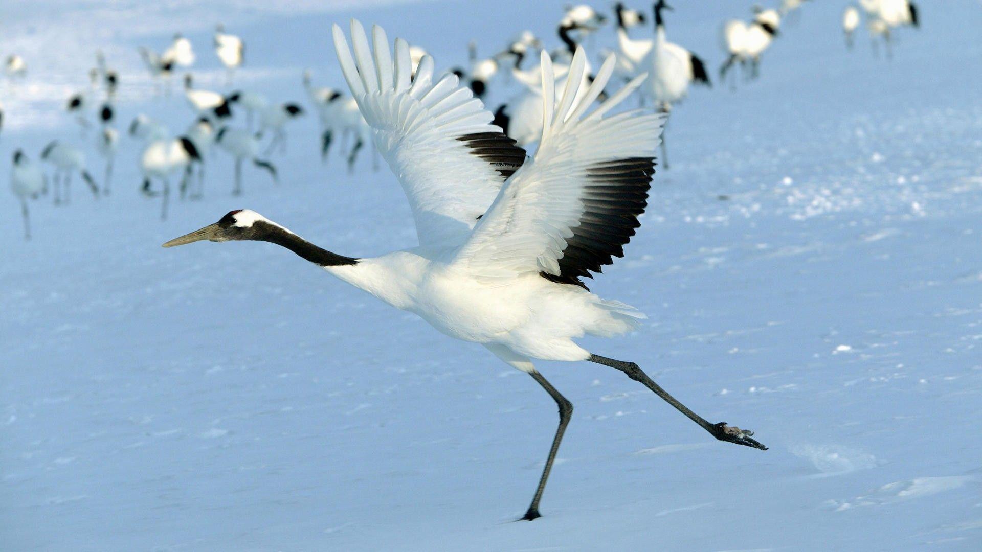 1920x1080 japan red birds cranes hokkaido 1920x1080 wallpaper High Quality
