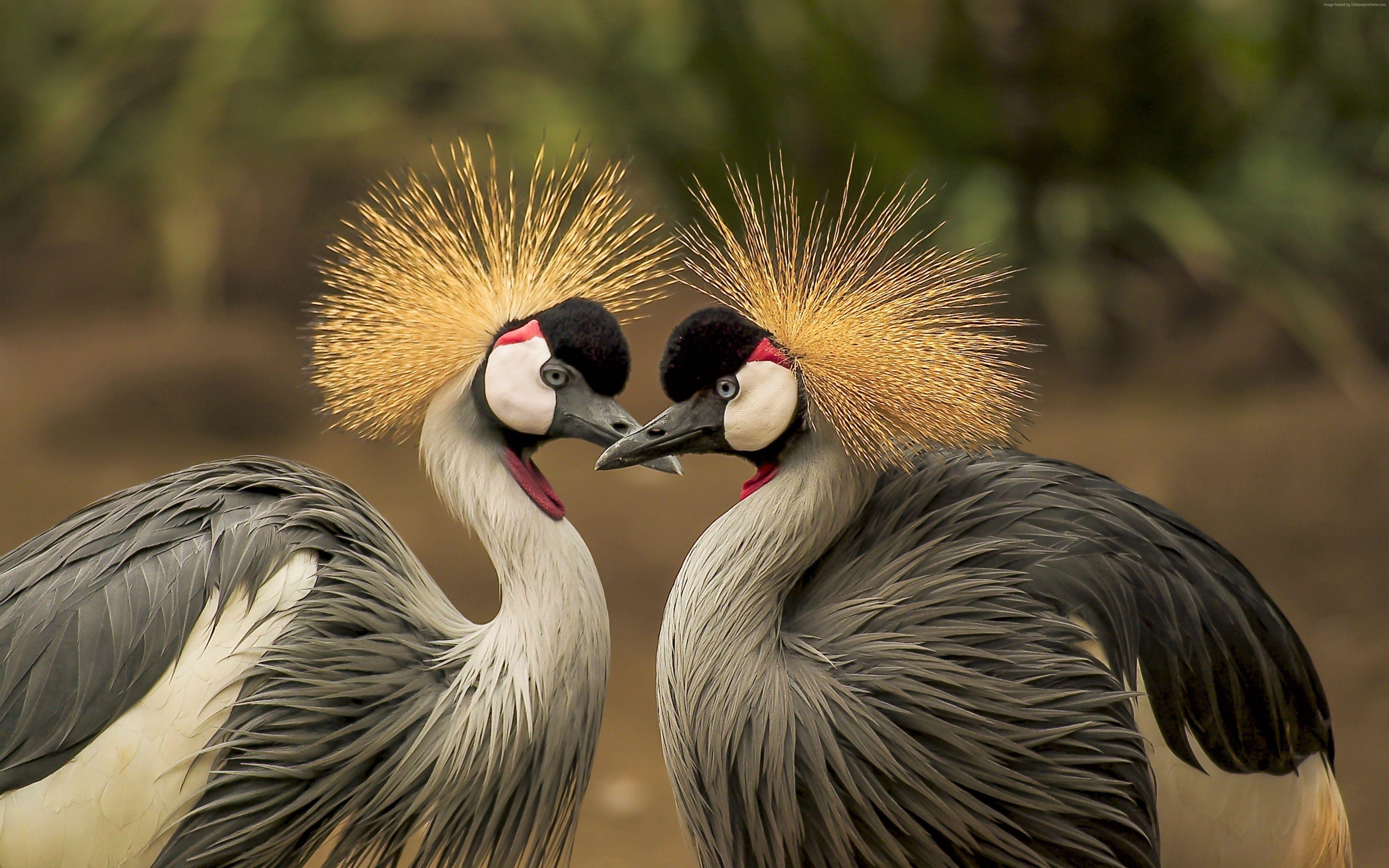 Japanese Crane Painting of Birds Wallpapers - Top Free Japanese Crane