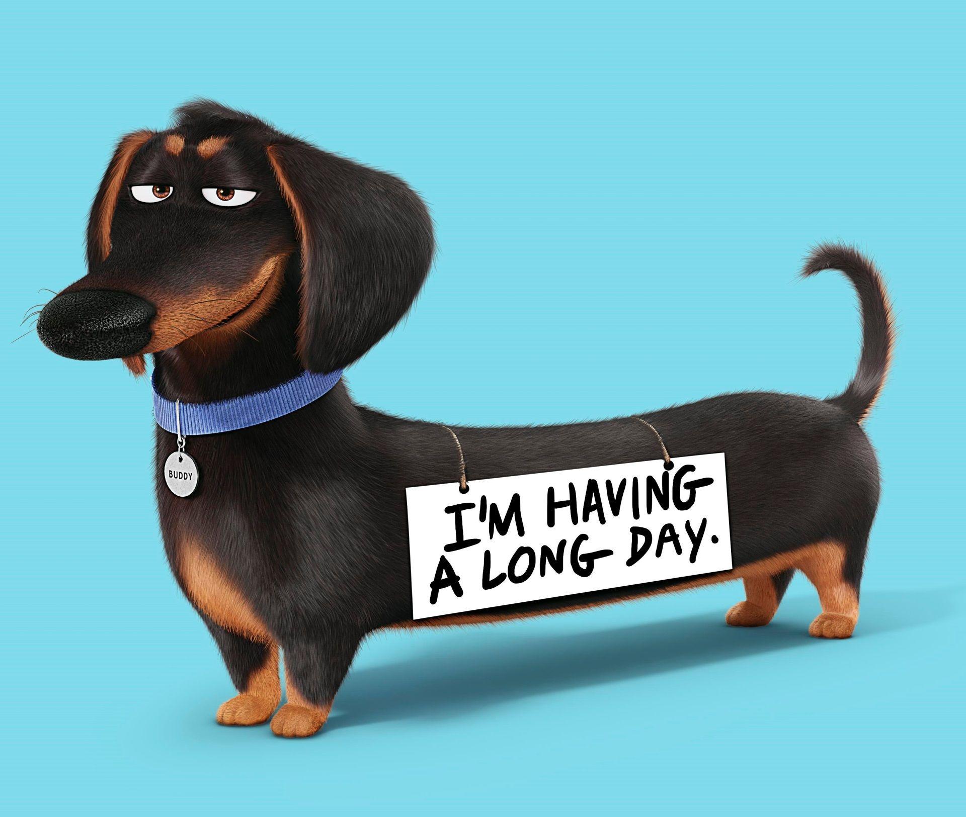 1920x1625 The Secret Life of Pets Wallpaper