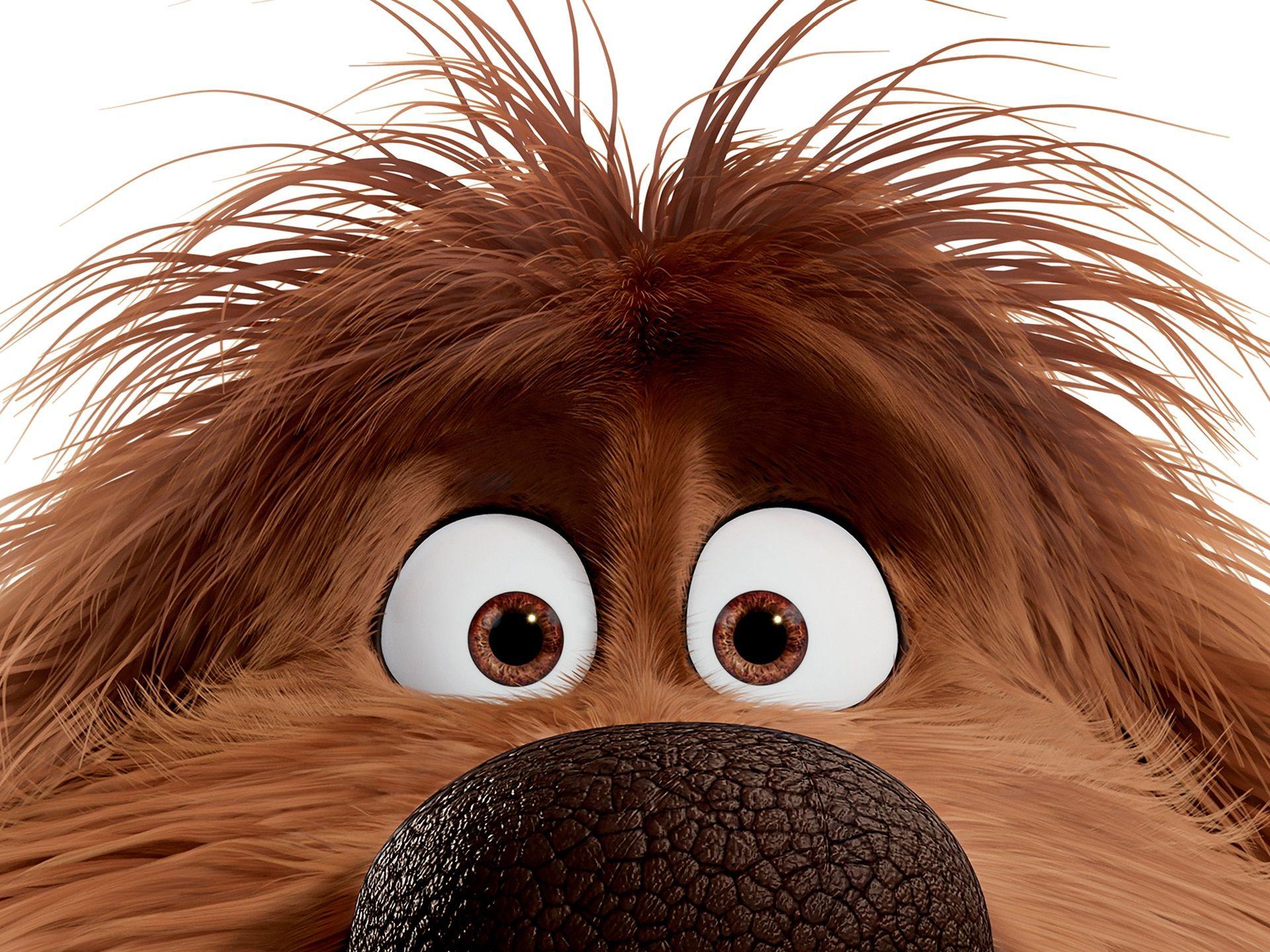 1920x1440 Wallpaper Duke, The Secret Life of Pets 1920x1440 HD Picture